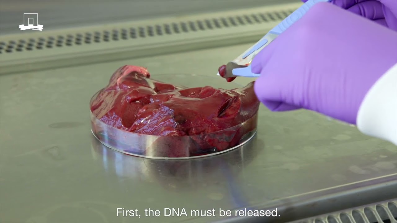 Analysis of viruses in food by Wageningen Food Safety Research_English subtitles