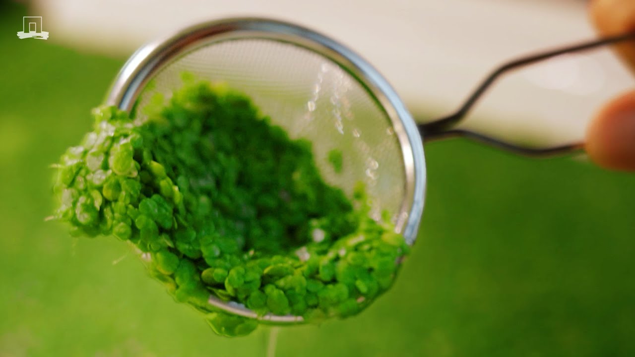 Eten we binnenkort allemaal waterlinzen?