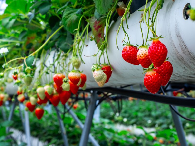 strawberry greenhouse