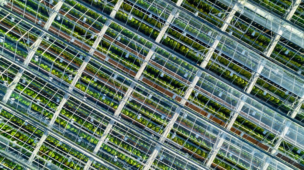 kassen greenhouse