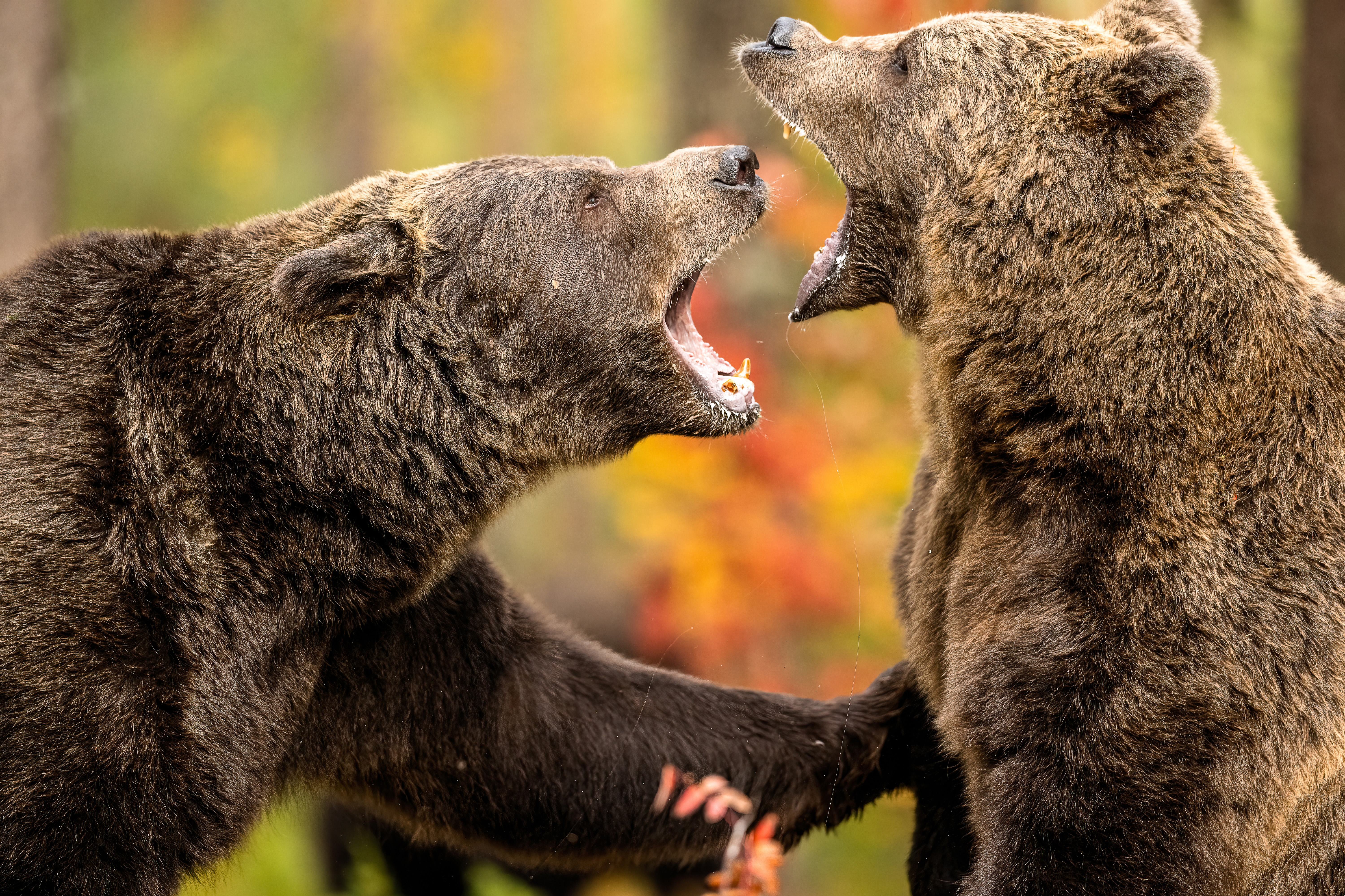 Two arguing bears.