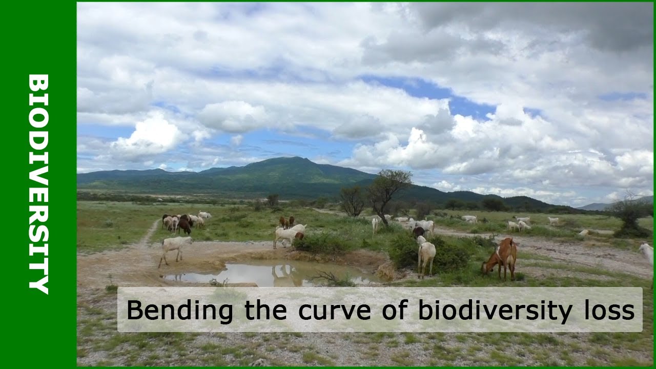 Wageningen Biodiversity Initiative: Bending the Curve