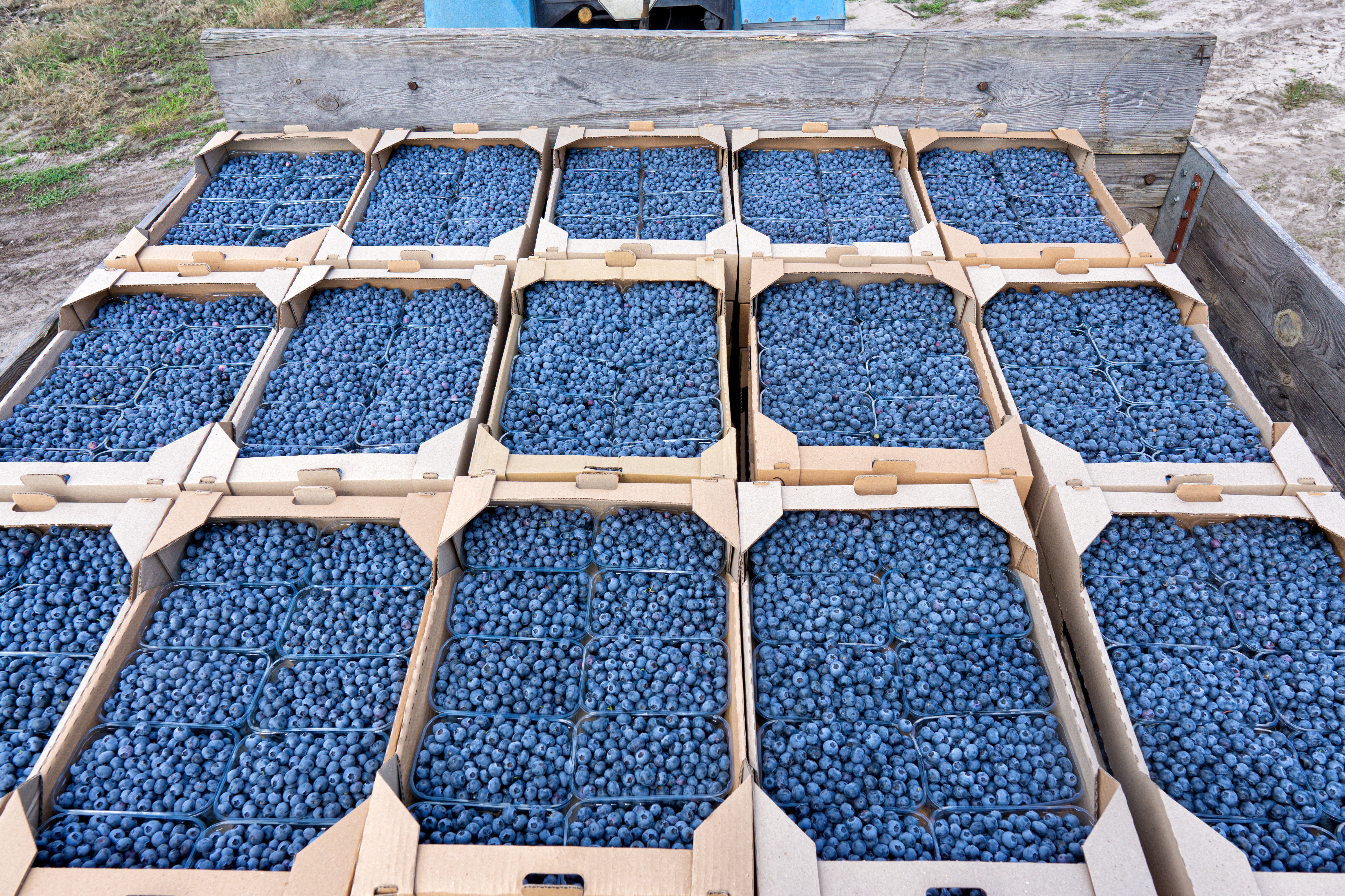Plastic kratten met verse bosbessen in kartonnen dozen achterin het voertuig, klaar voor transport