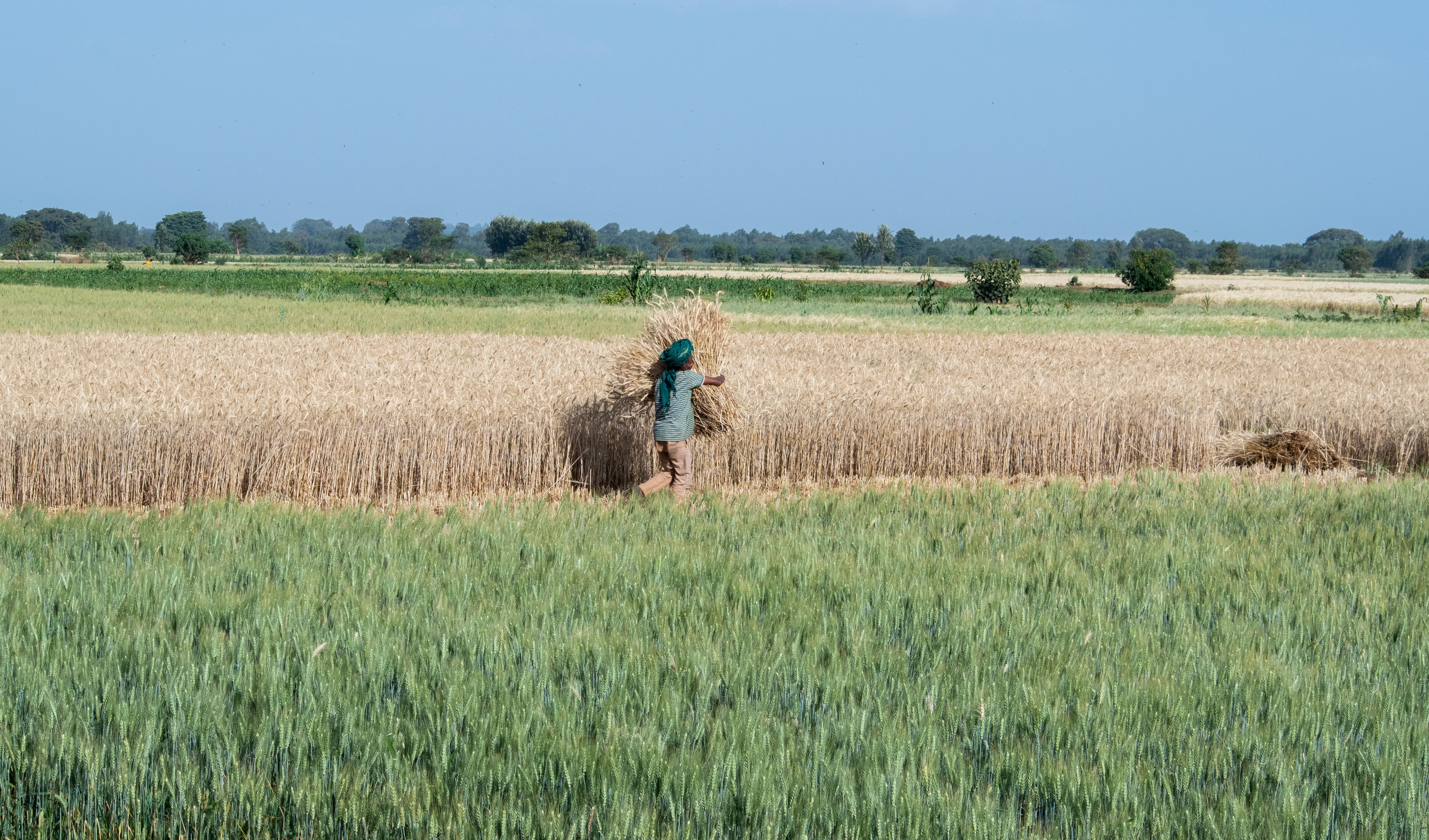 Beyond Land Restoration: Learning from Successful Smallholder Communities