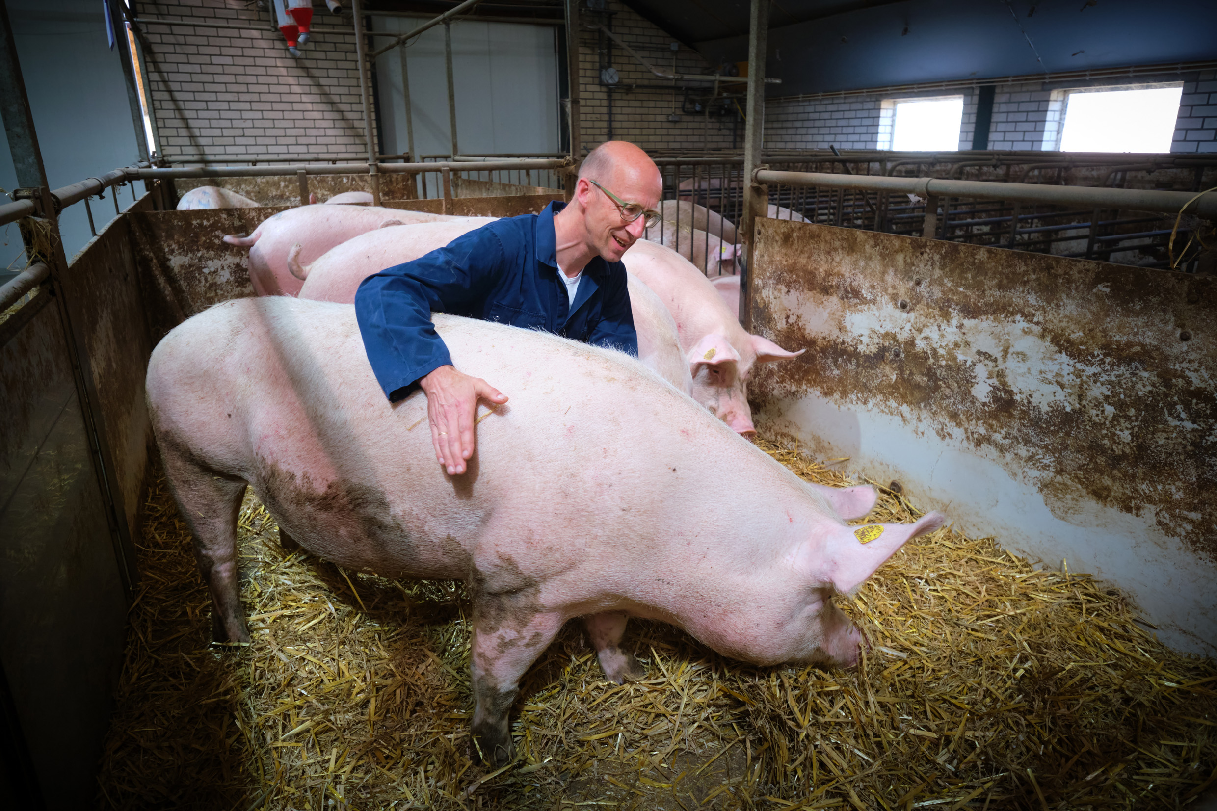 Onderzoeker Herman Vermeer met een varken