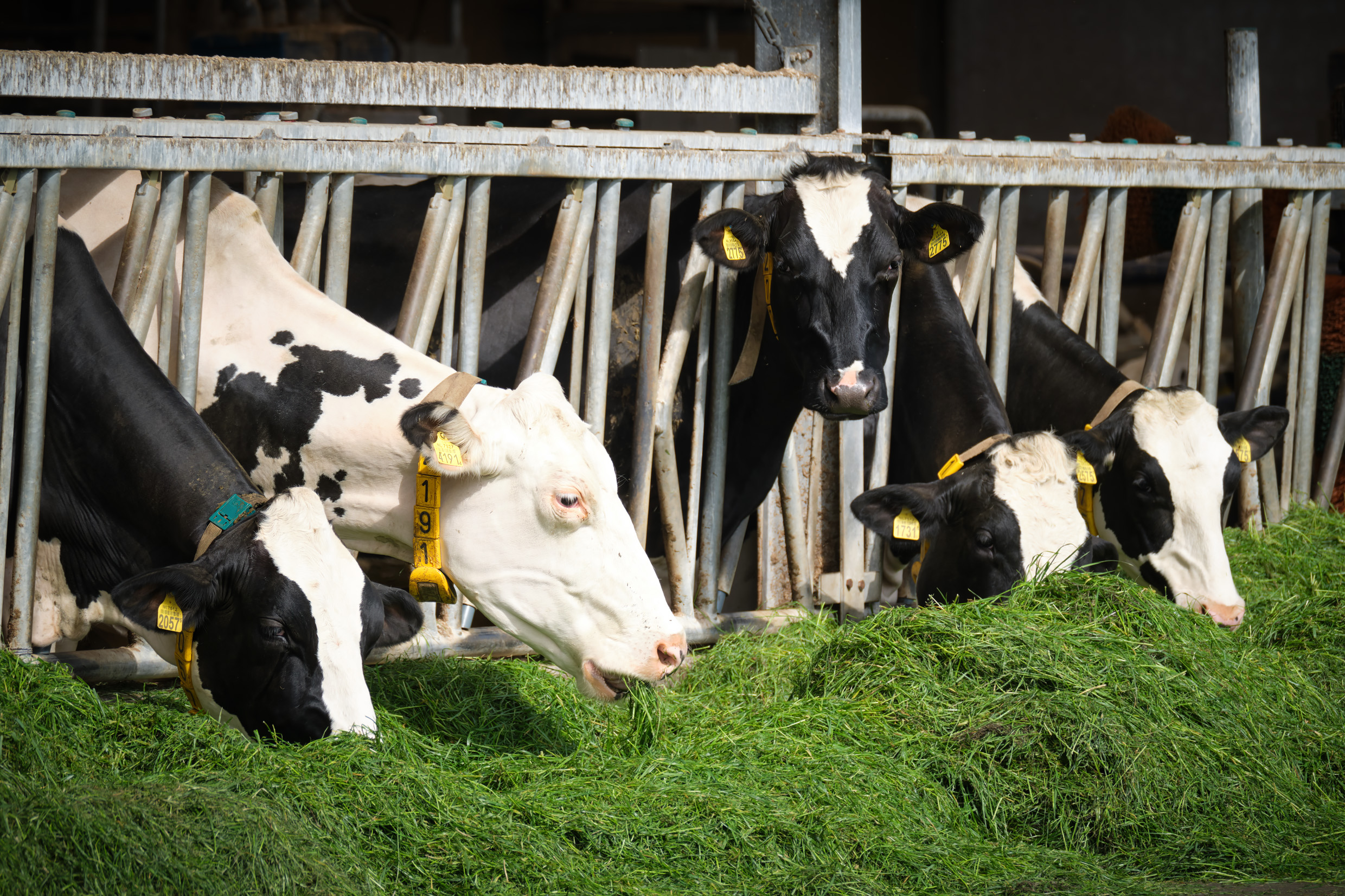 Koeien eten gras op Dairy Campus