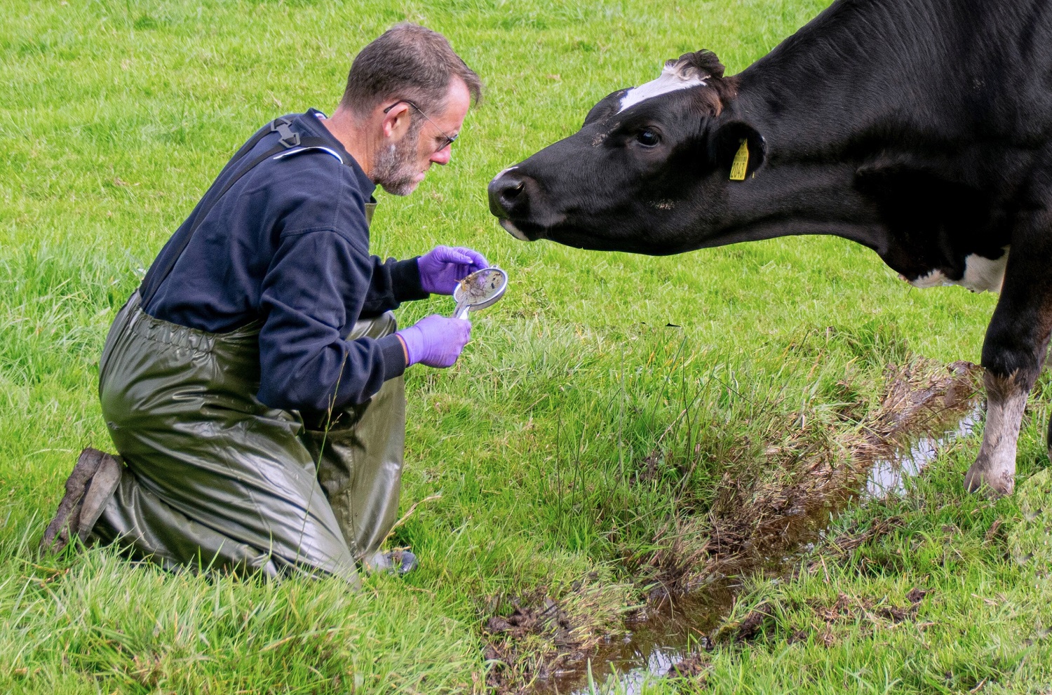 Adriaan Antonis studies liver fluke snail in a cow meadow