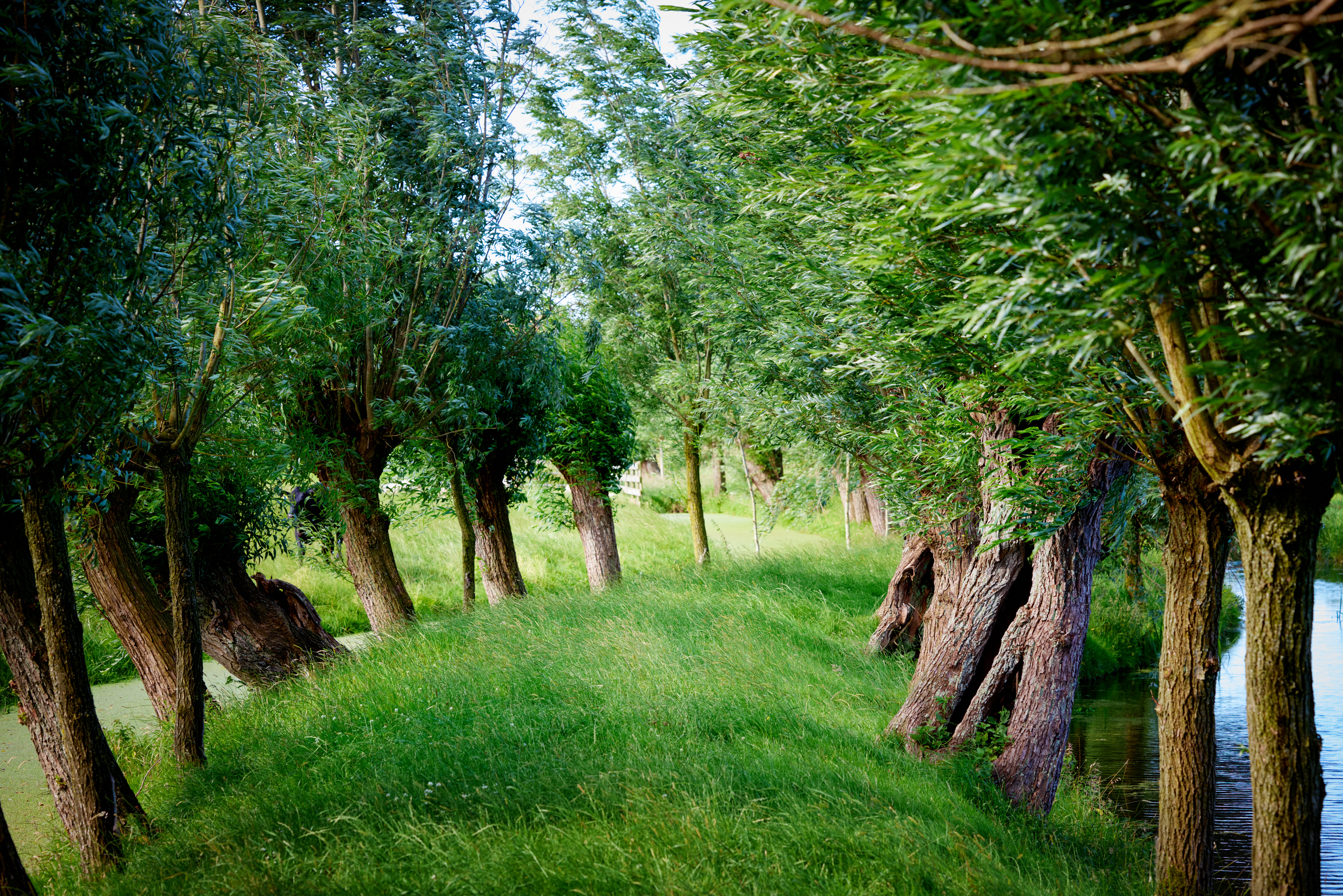 Pasture with trees
