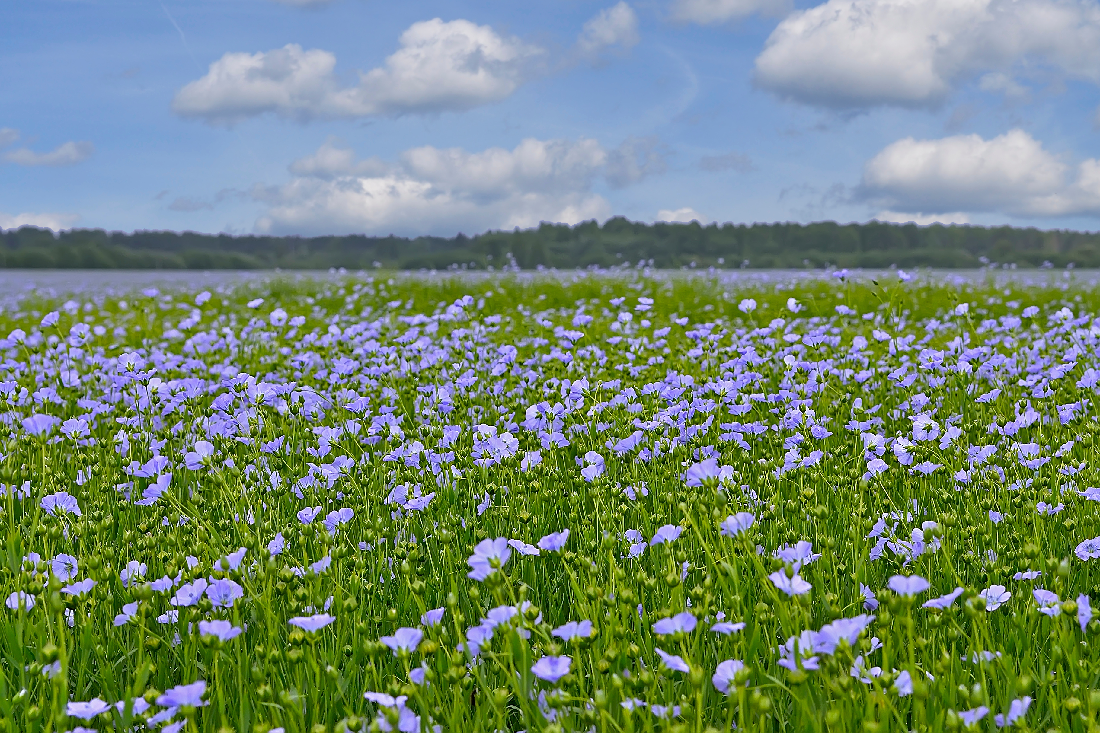 Bloemen