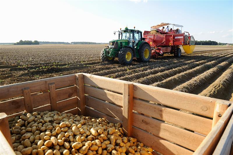 oogst_aardappelen