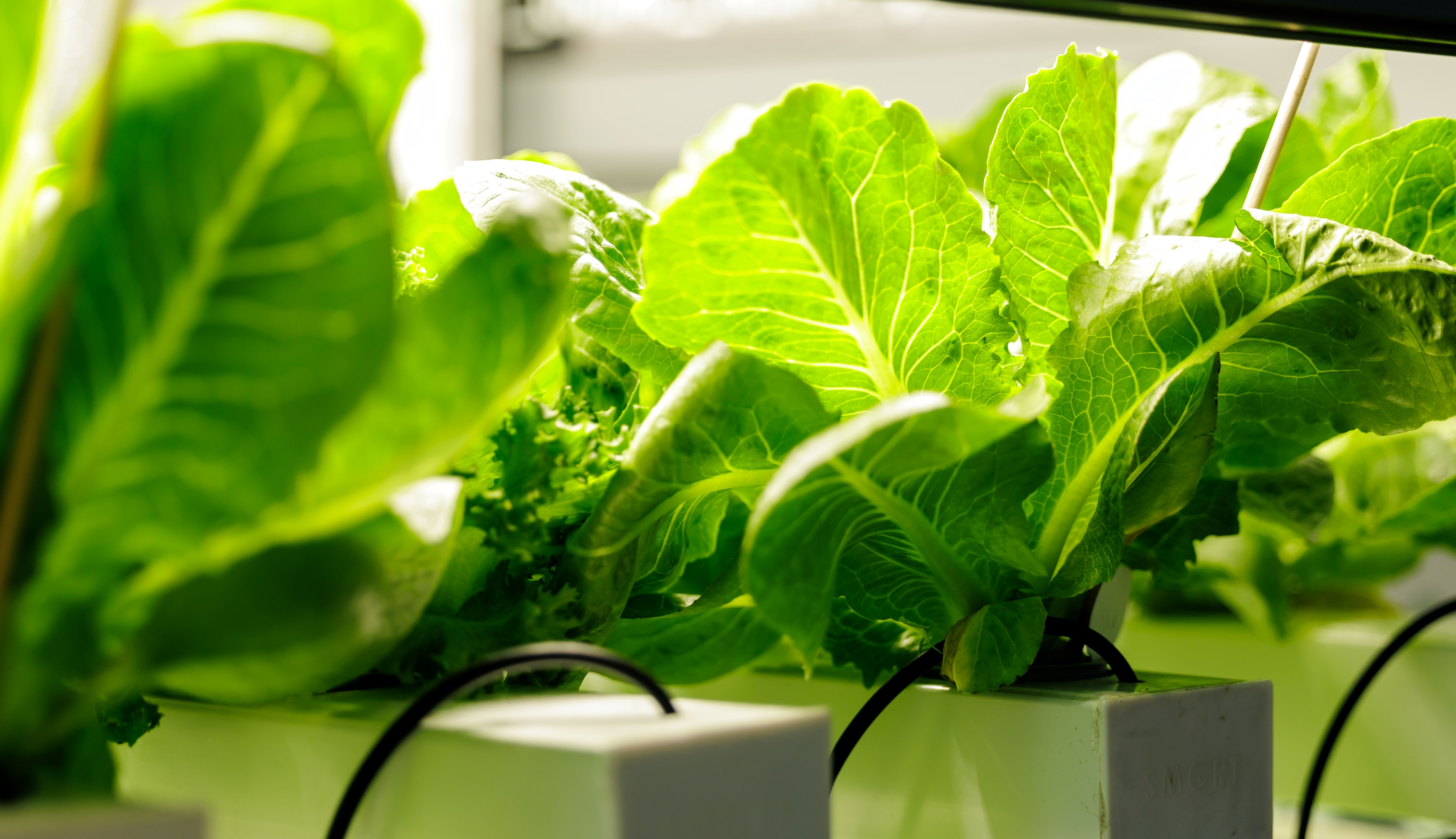 Lighting Strategies to Enhance Crop Quality in Controlled Environment Agriculture
