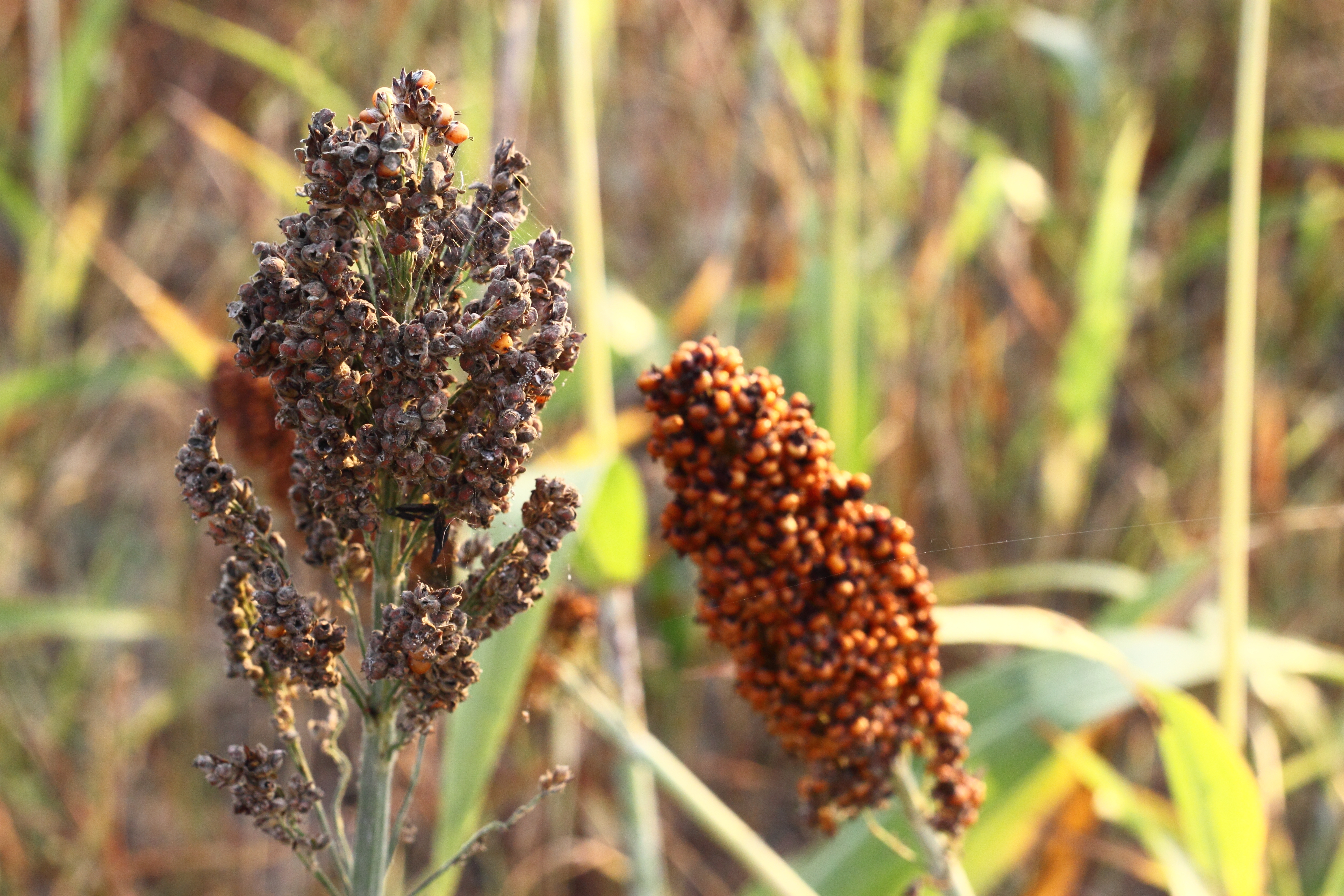 Developing integrated strategies to reduce the disease burden of mycotoxin contamination in Ethiopia