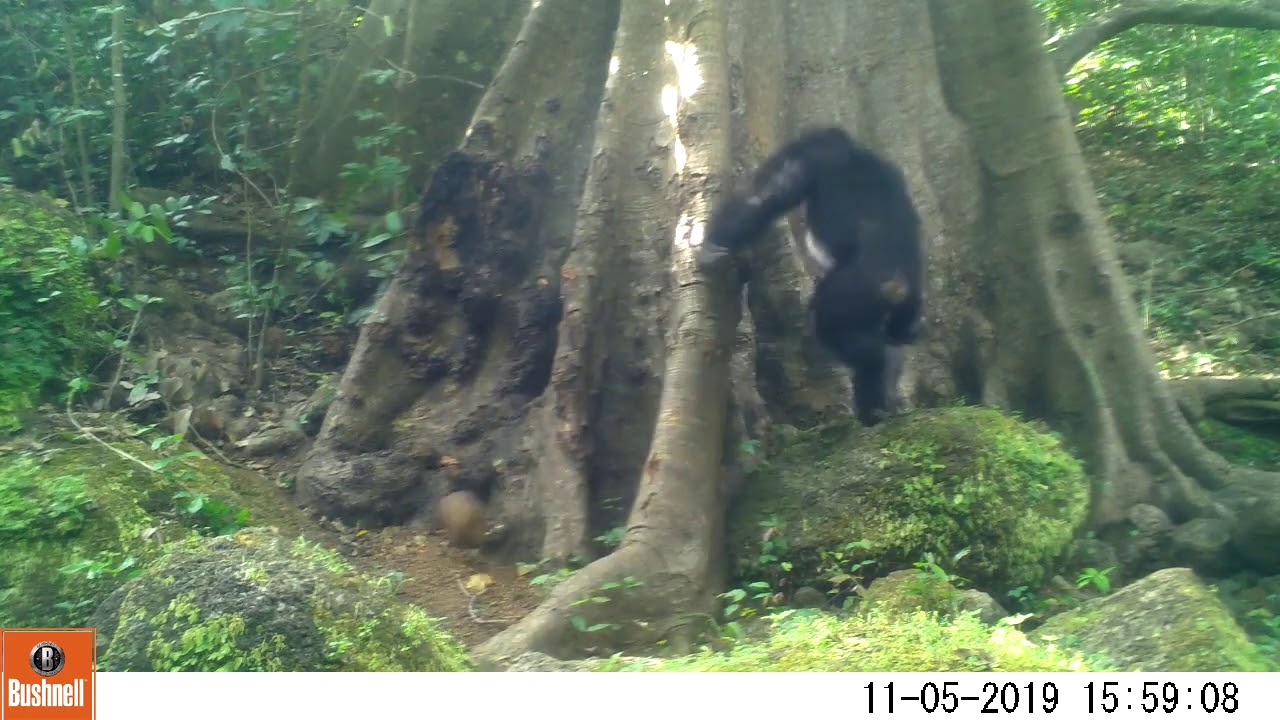Video 2 Chimpanzee - Stone throw and Swaying