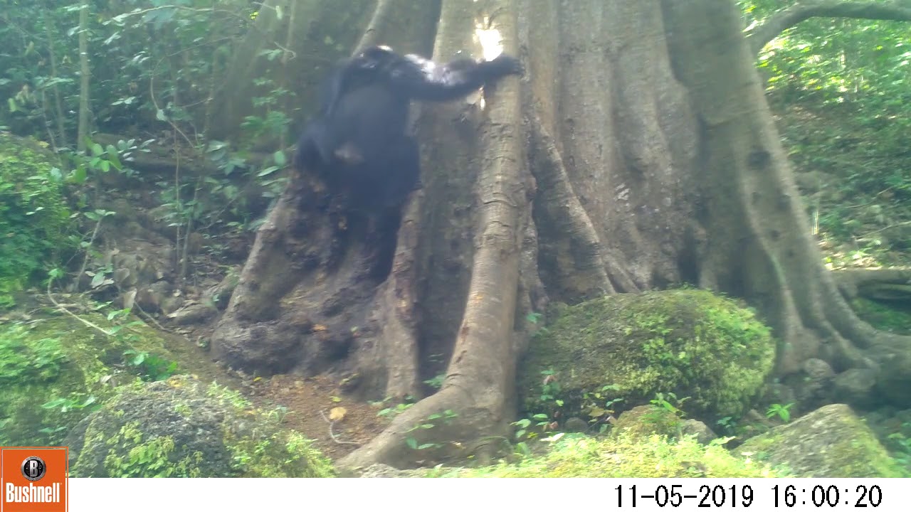 Video 3 Chimpanzee - Stone throw and Drumming