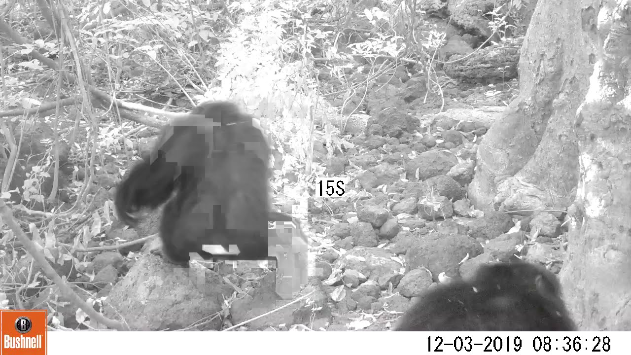 Video 4 Chimpanzee - Stone throw and Piloerection