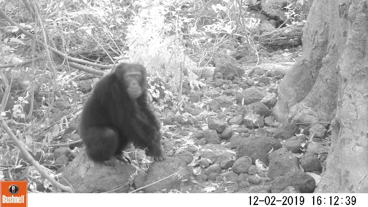 Video 5 Chimpanzee - Stone throw and Listen
