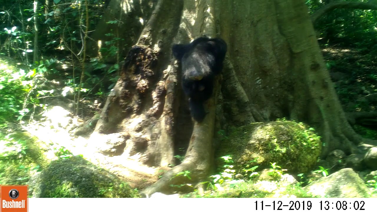 Video 6 Chimpanzee - Stone throw and Vocals Conspecifics