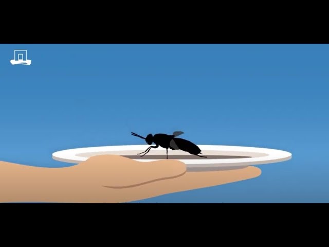 Insects as a new protein. Are they safe to eat?