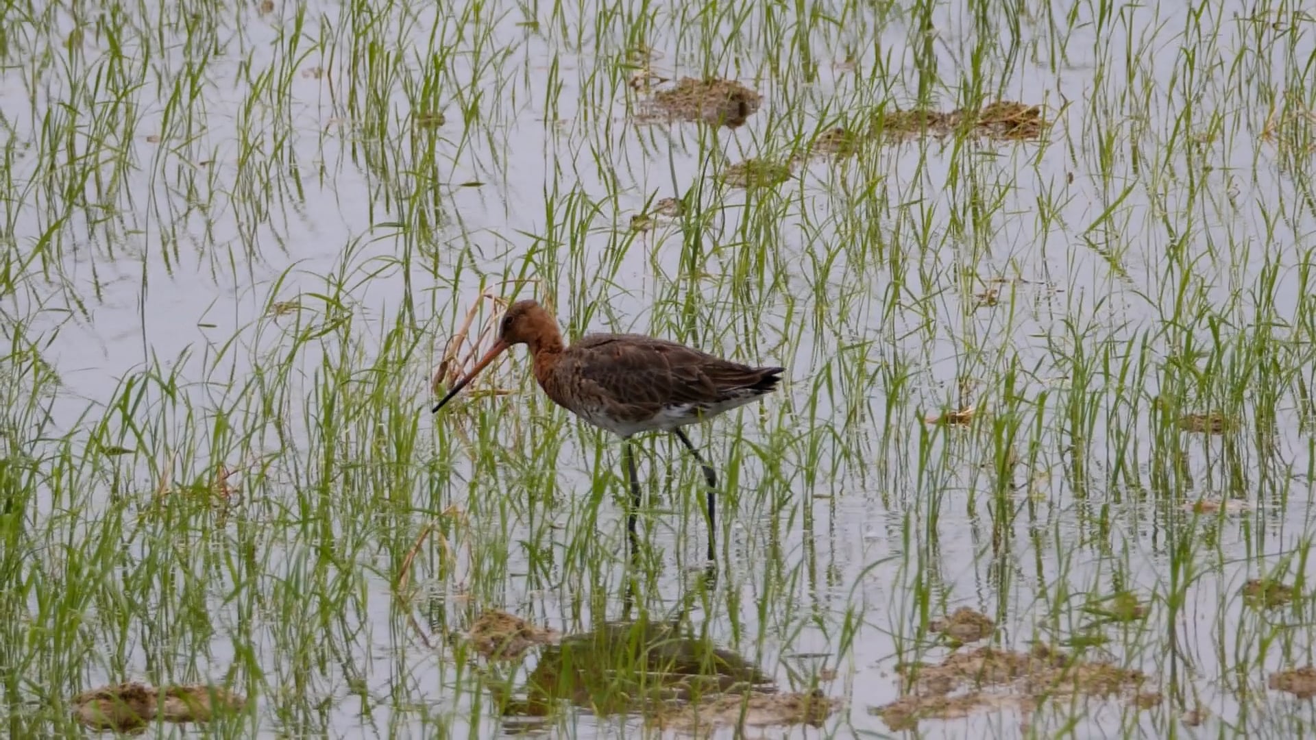 Moodvideo - Biodiversiteit en veerkrachtige ecosystemen