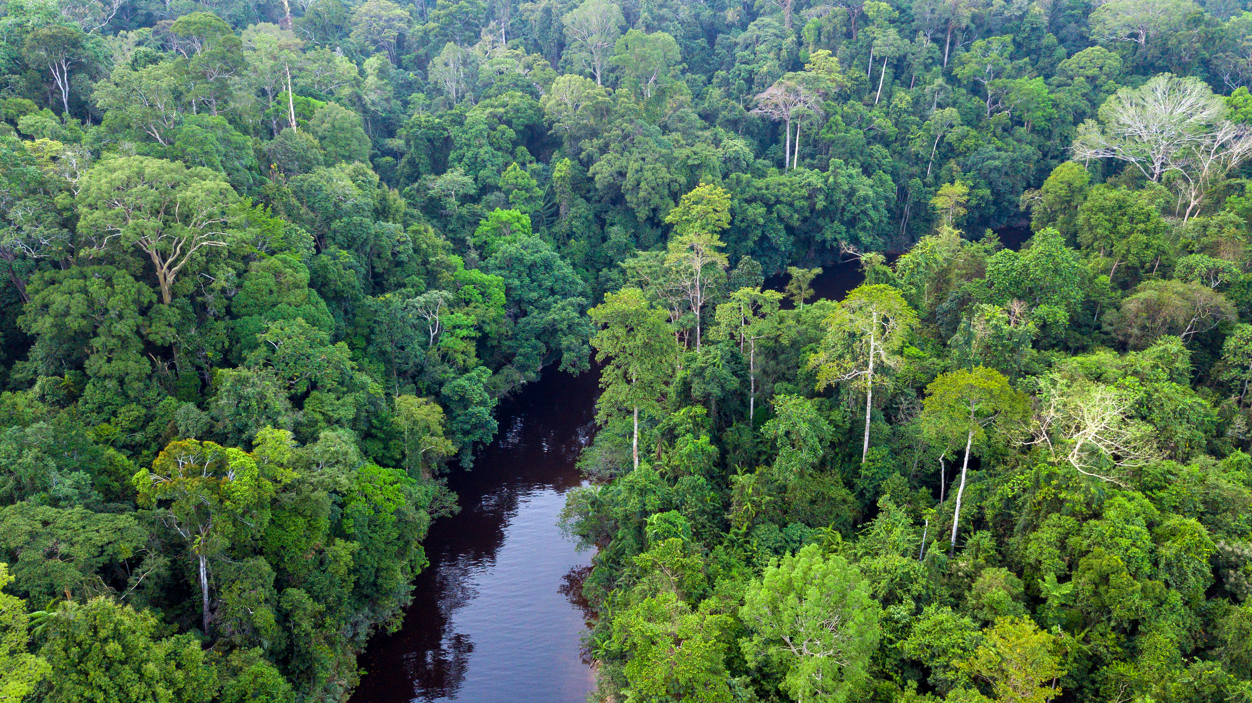 Decoding tropical forest change at fine scale with multi-sensor satellite data and artificial intelligence