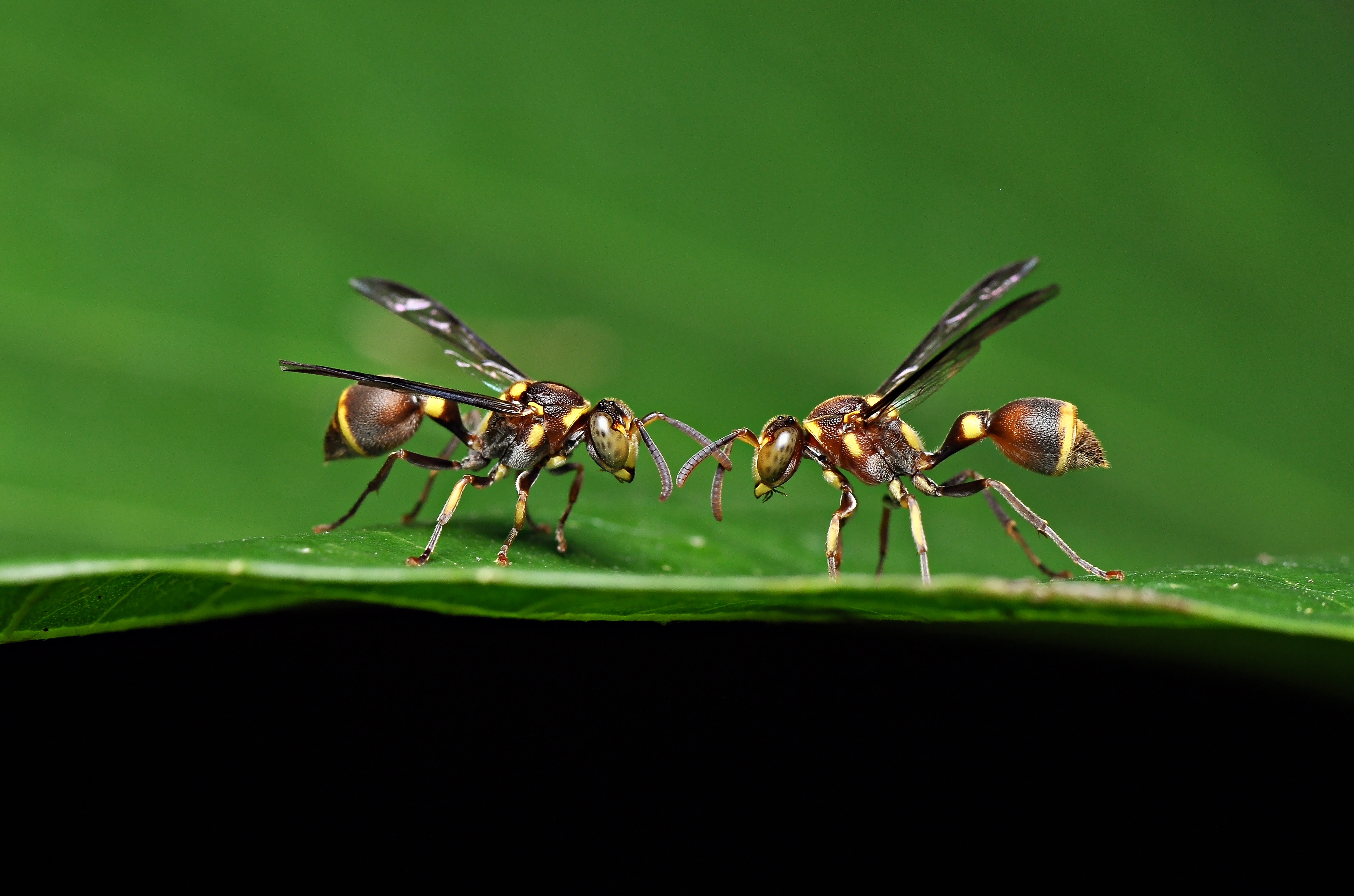 Pathways to Perception: Sexual differentiation and pheromone communication in parasitoid wasps