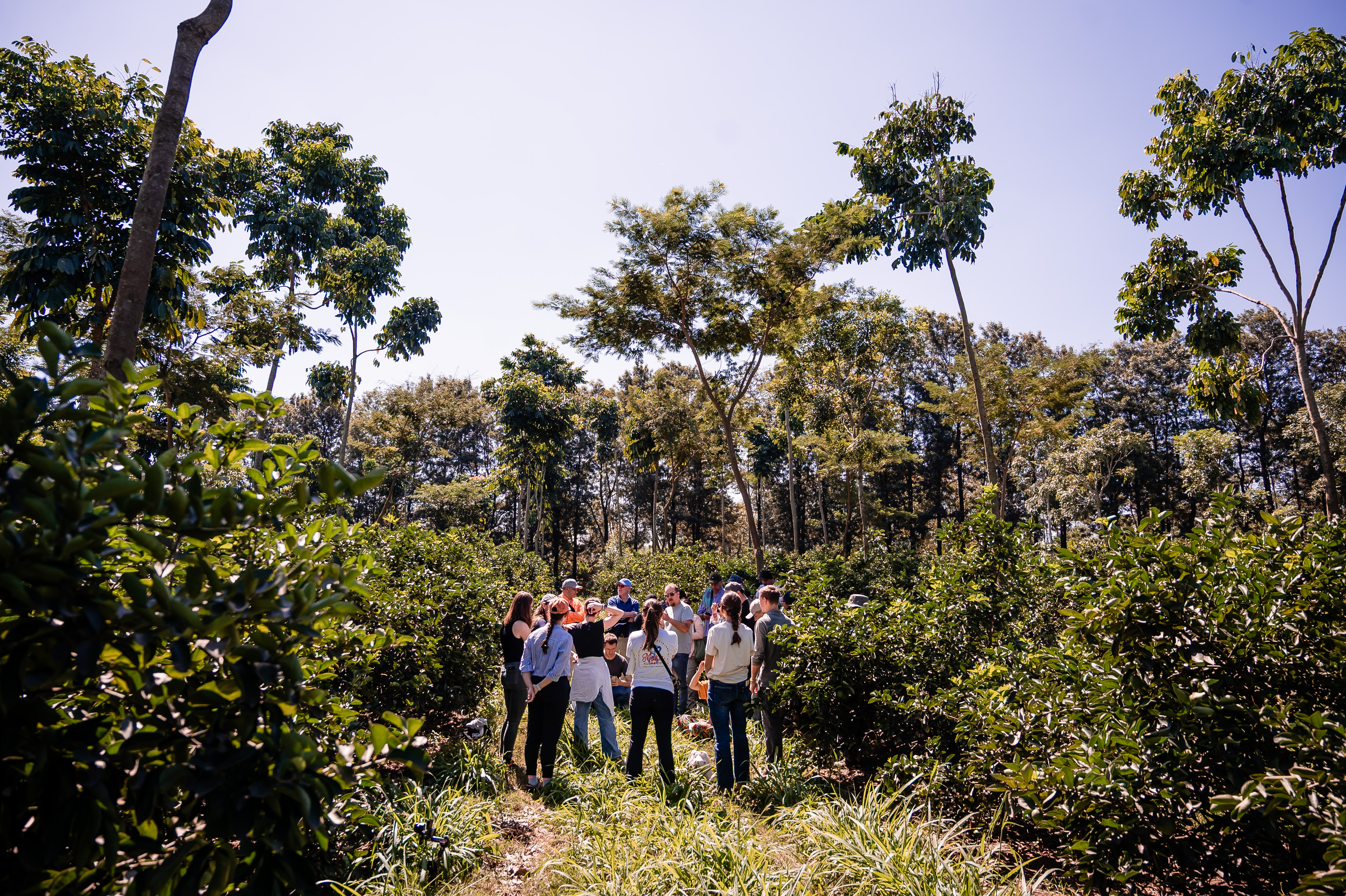 Brazil lighthouse farm lab