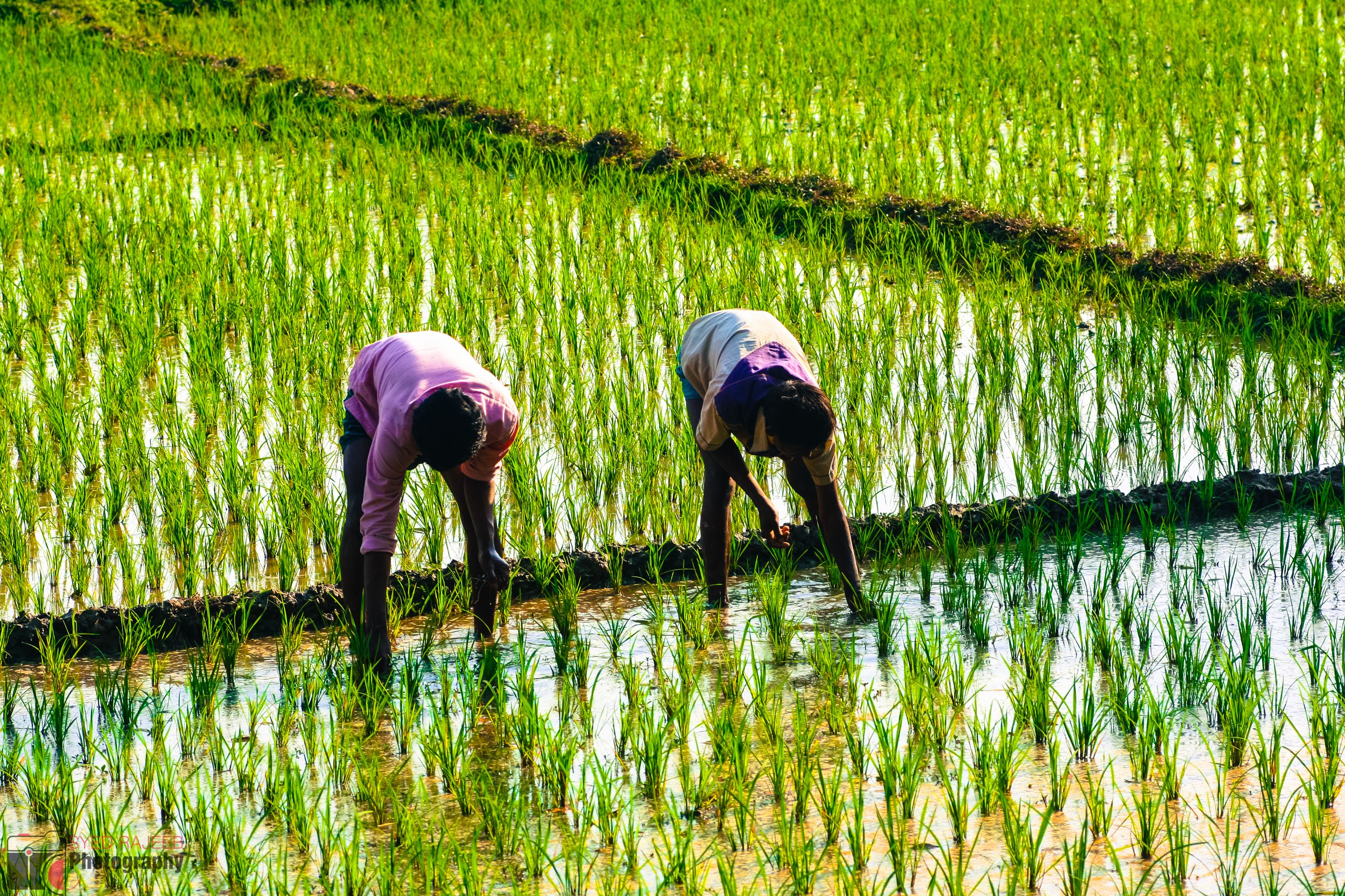 Pesticide Use in Bangladesh: Farmers perceptions, and implications for soil health and food safety
