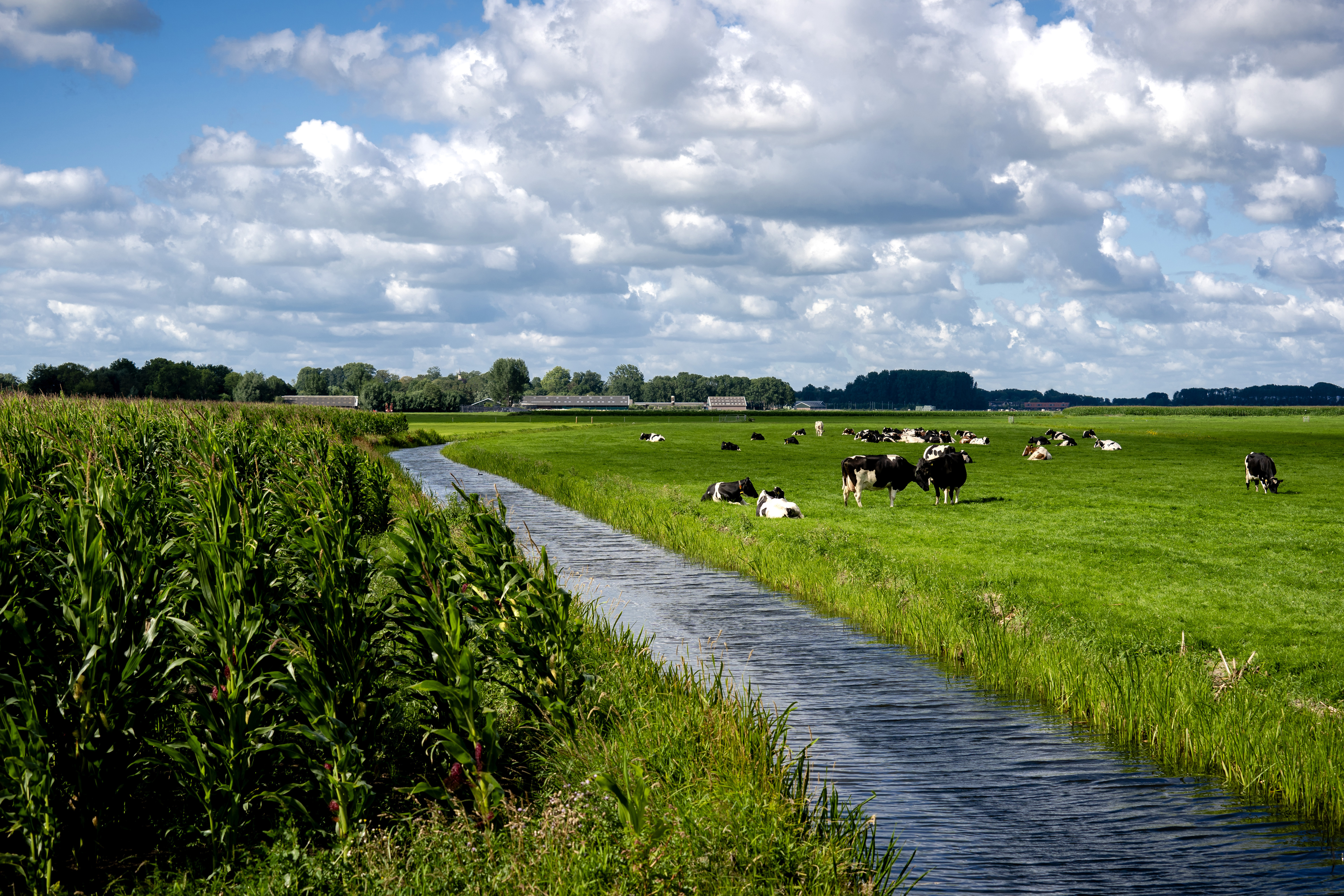 Koe in weiland langs sloot in Nederland