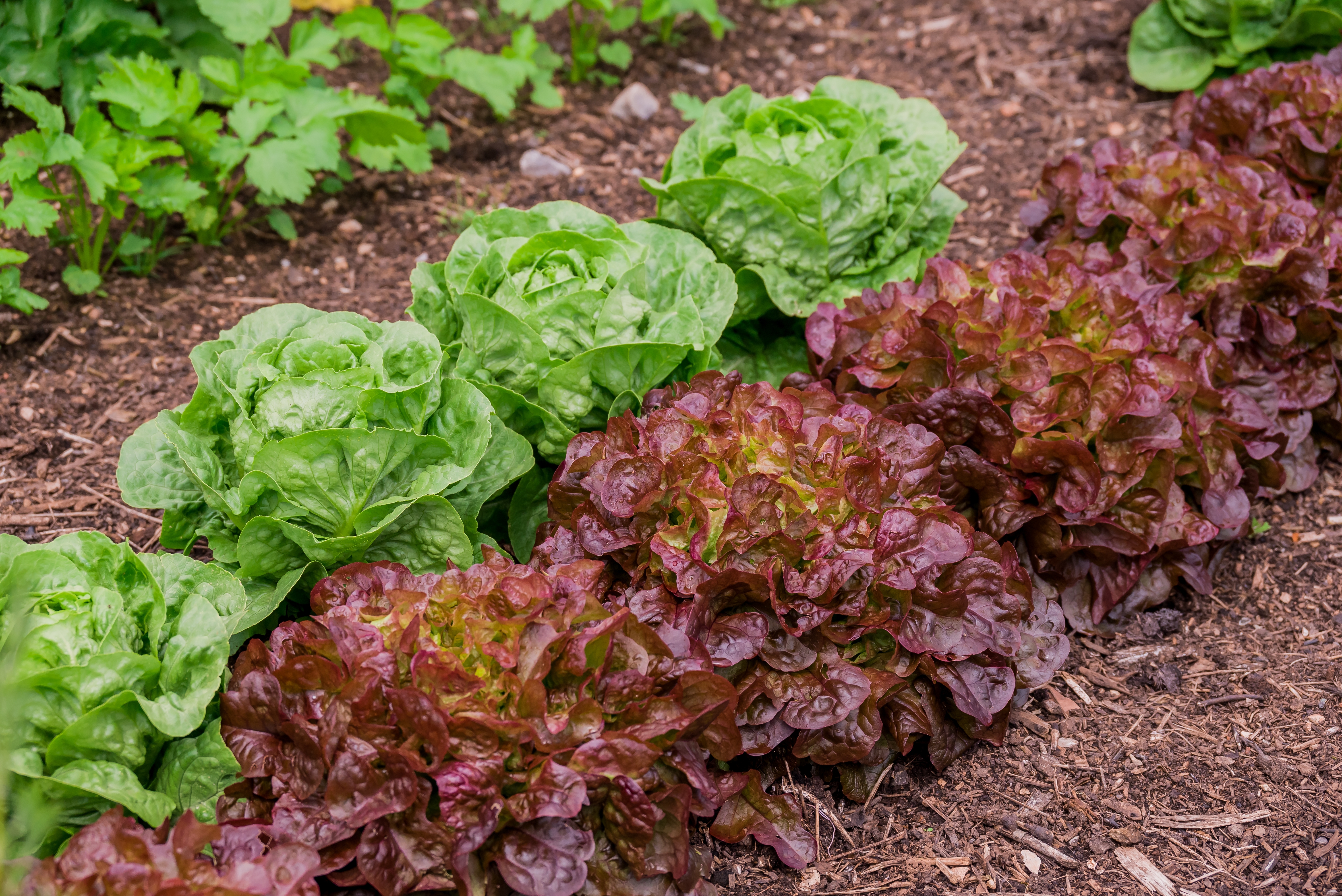 Genetic variation in the lettuce pangenome