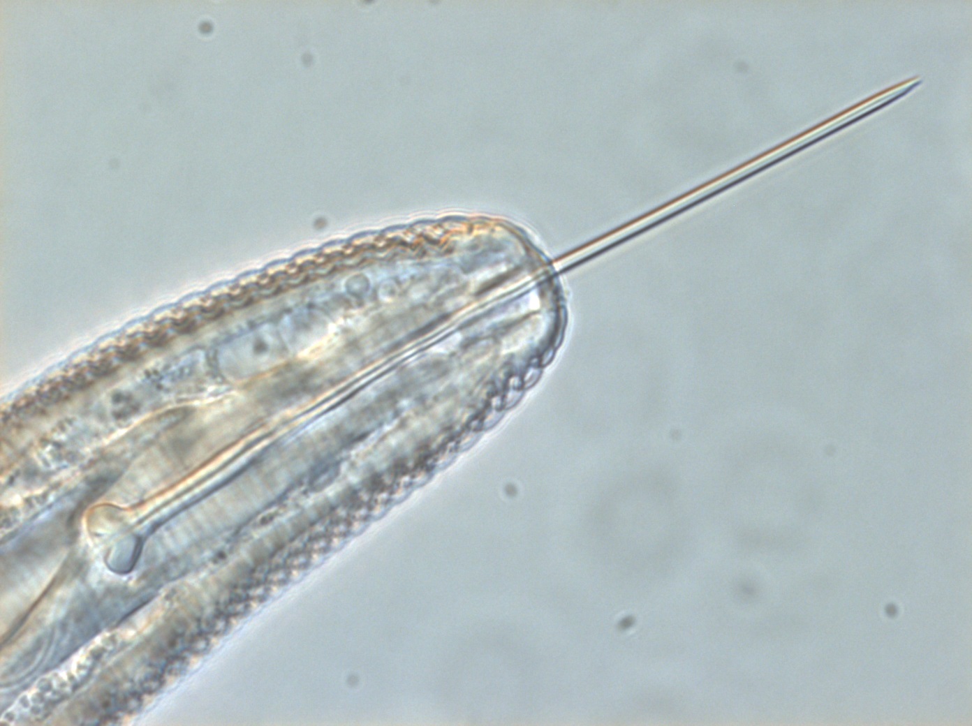Nematode
