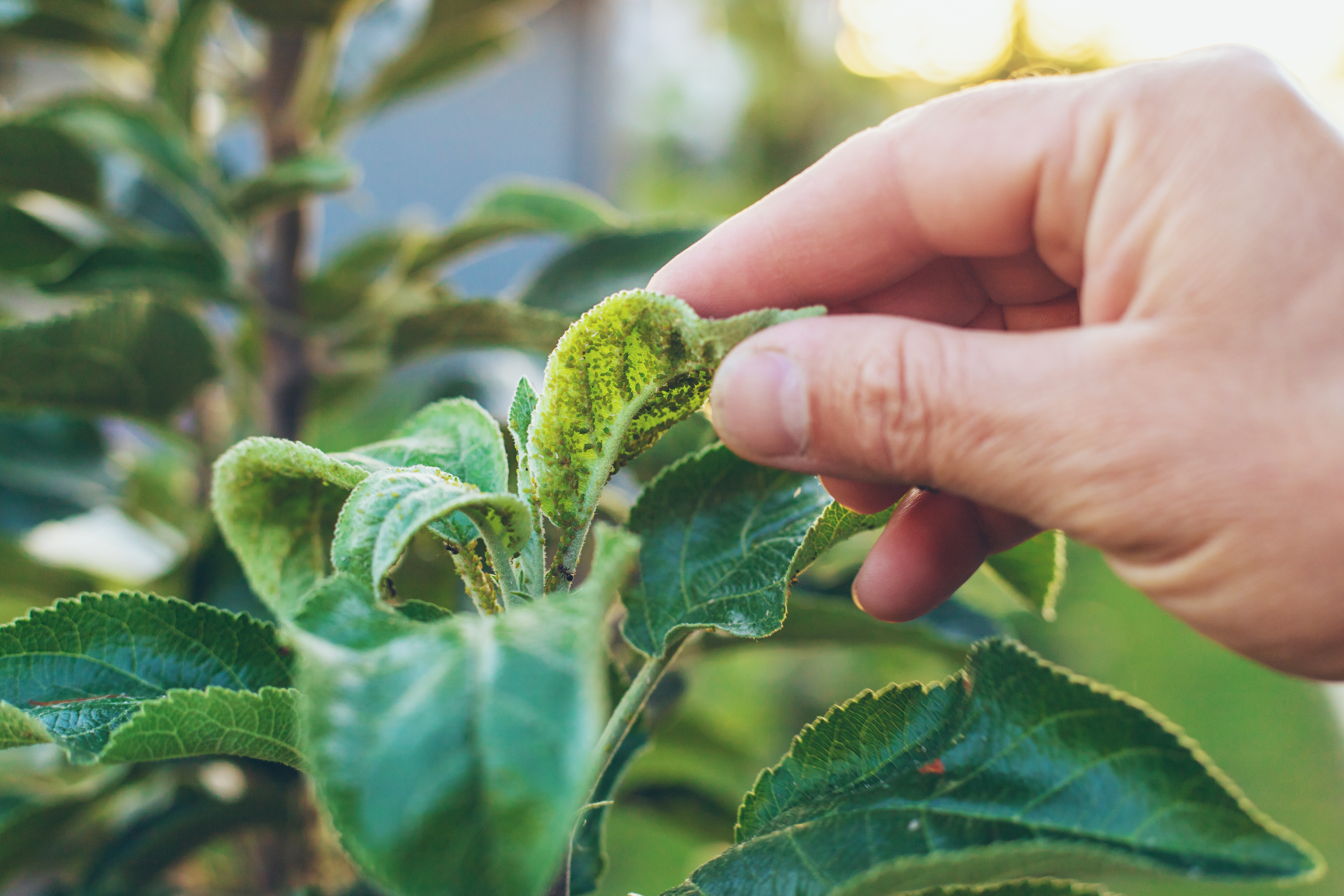 Het leven van Brassicaceae: De eco-evolutionaire dynamieken van geïnduceerde verdediging tegen herhaalde herbivoren aanvallen.