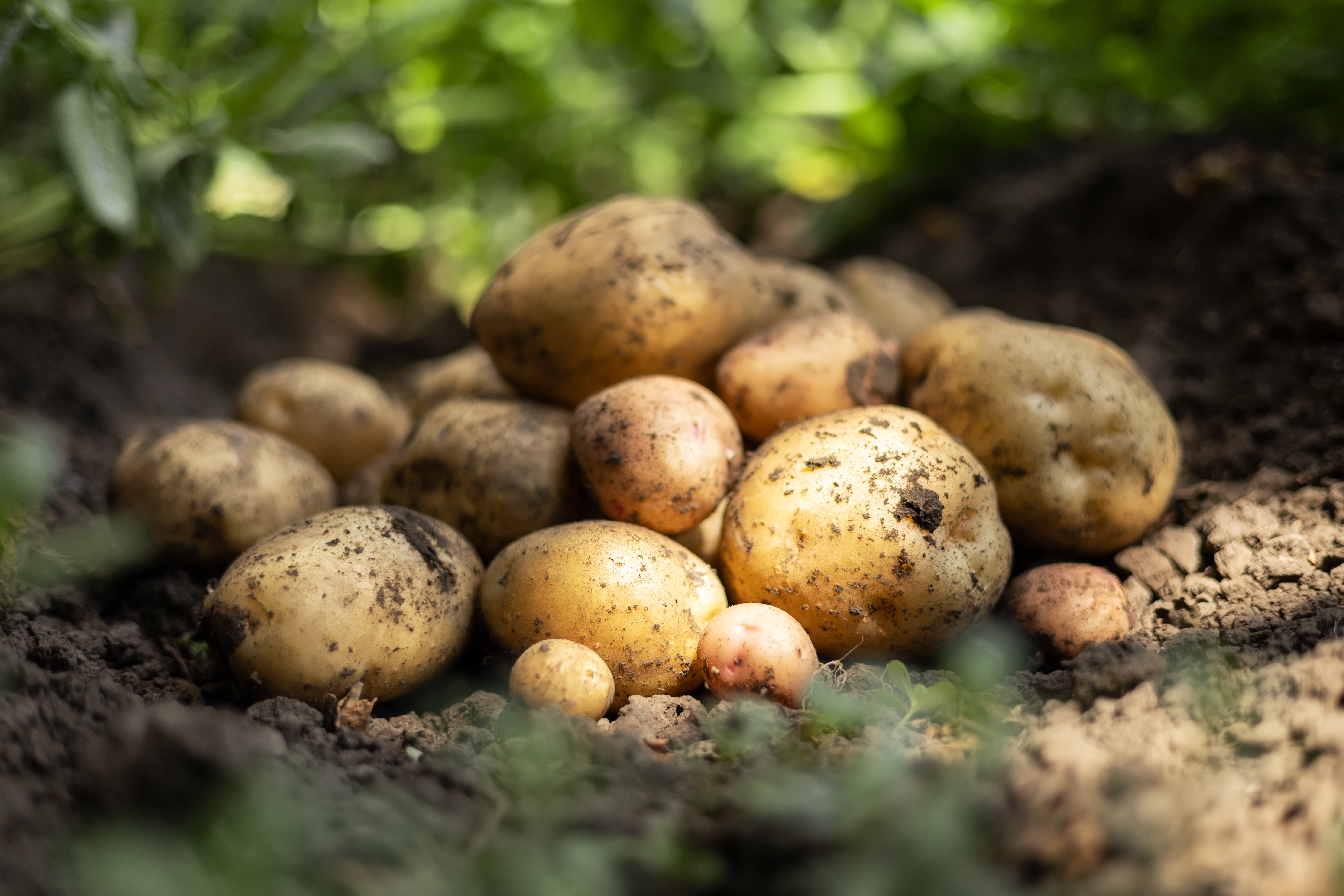 Agronomy of True Potato Seed-based cultivation pathways