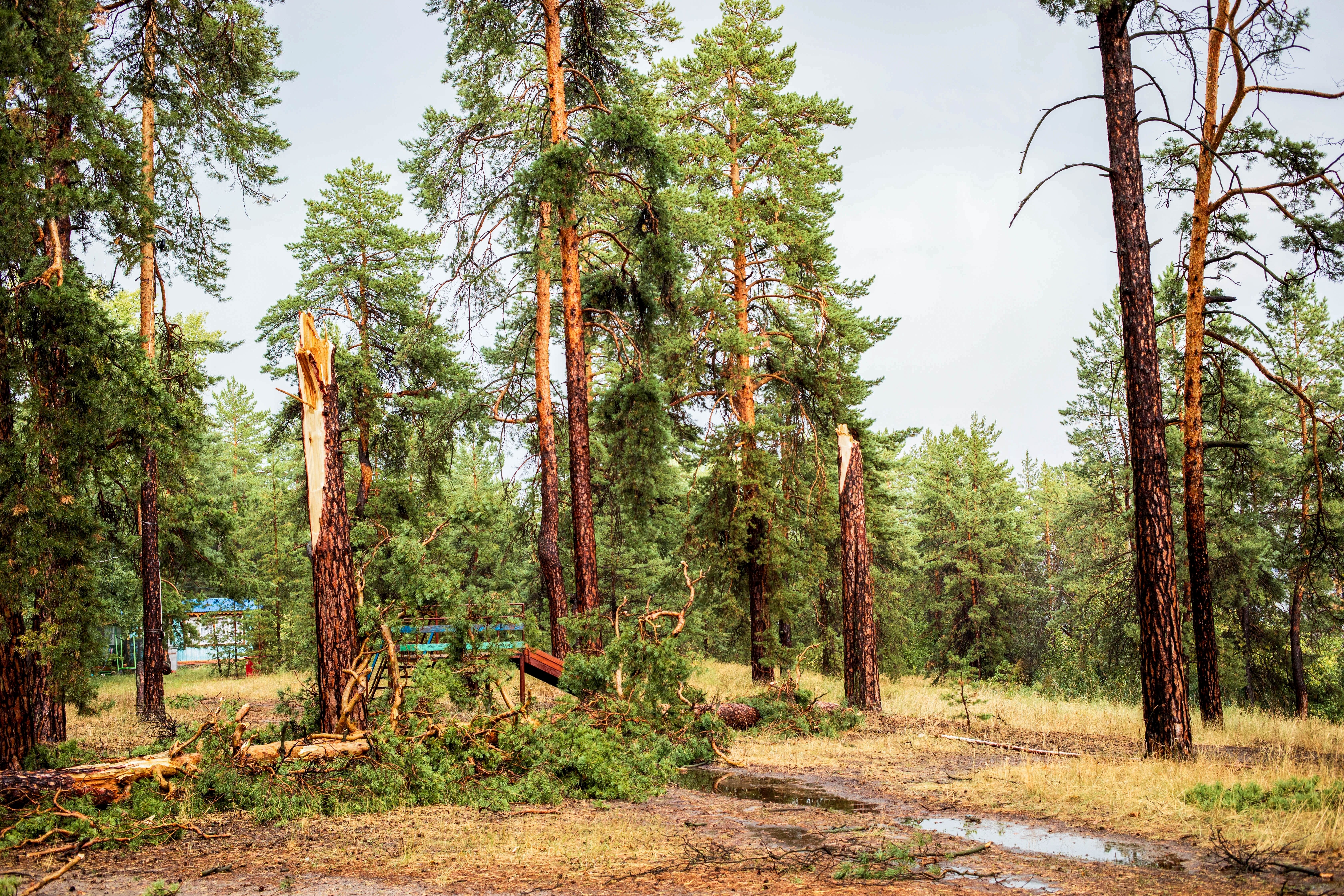 Strength lies in differences – Diversities at the disturbance-response nexus in European forests