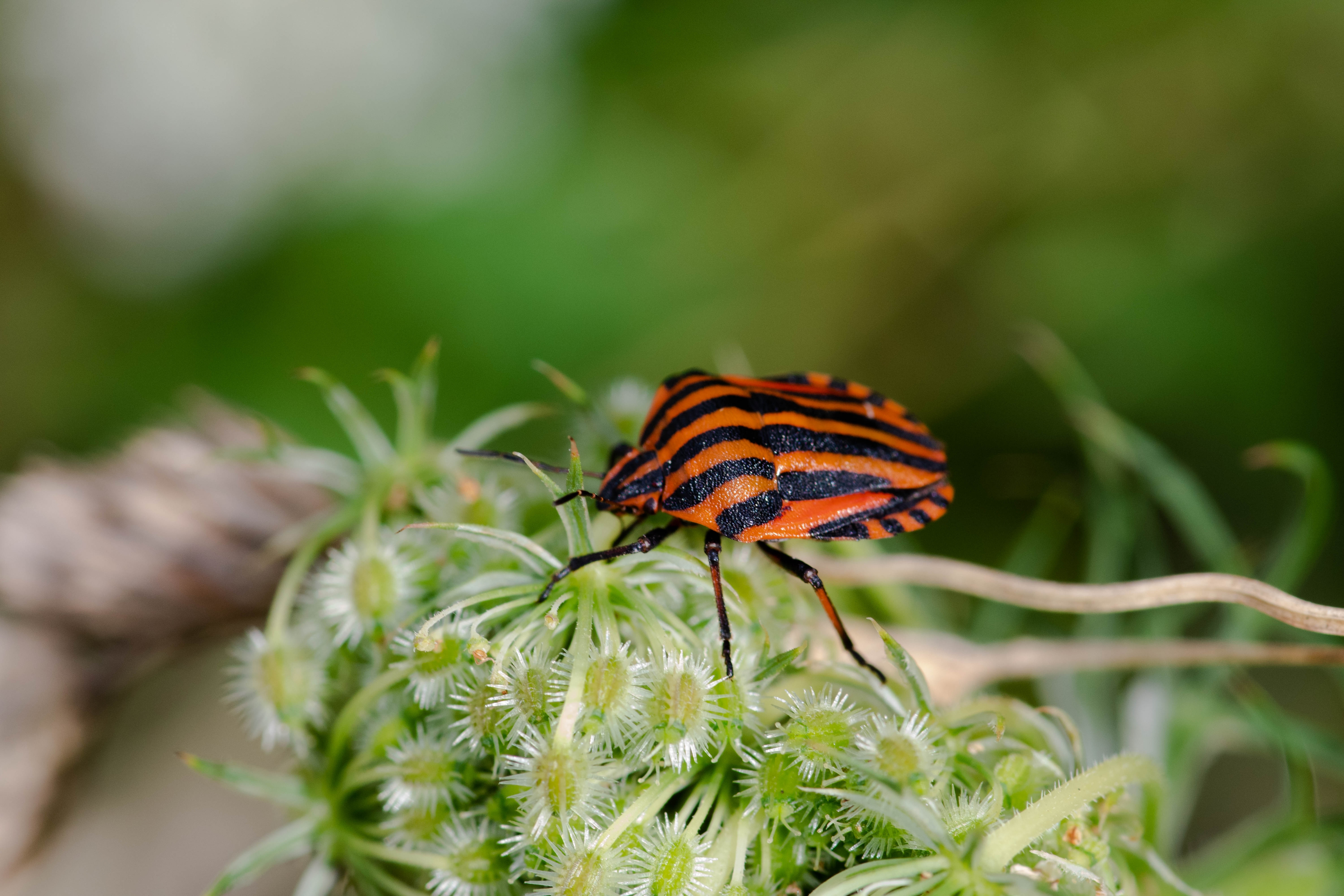 De ecologie van geleedpotigen in een natuurinclusief landbouwsysteem