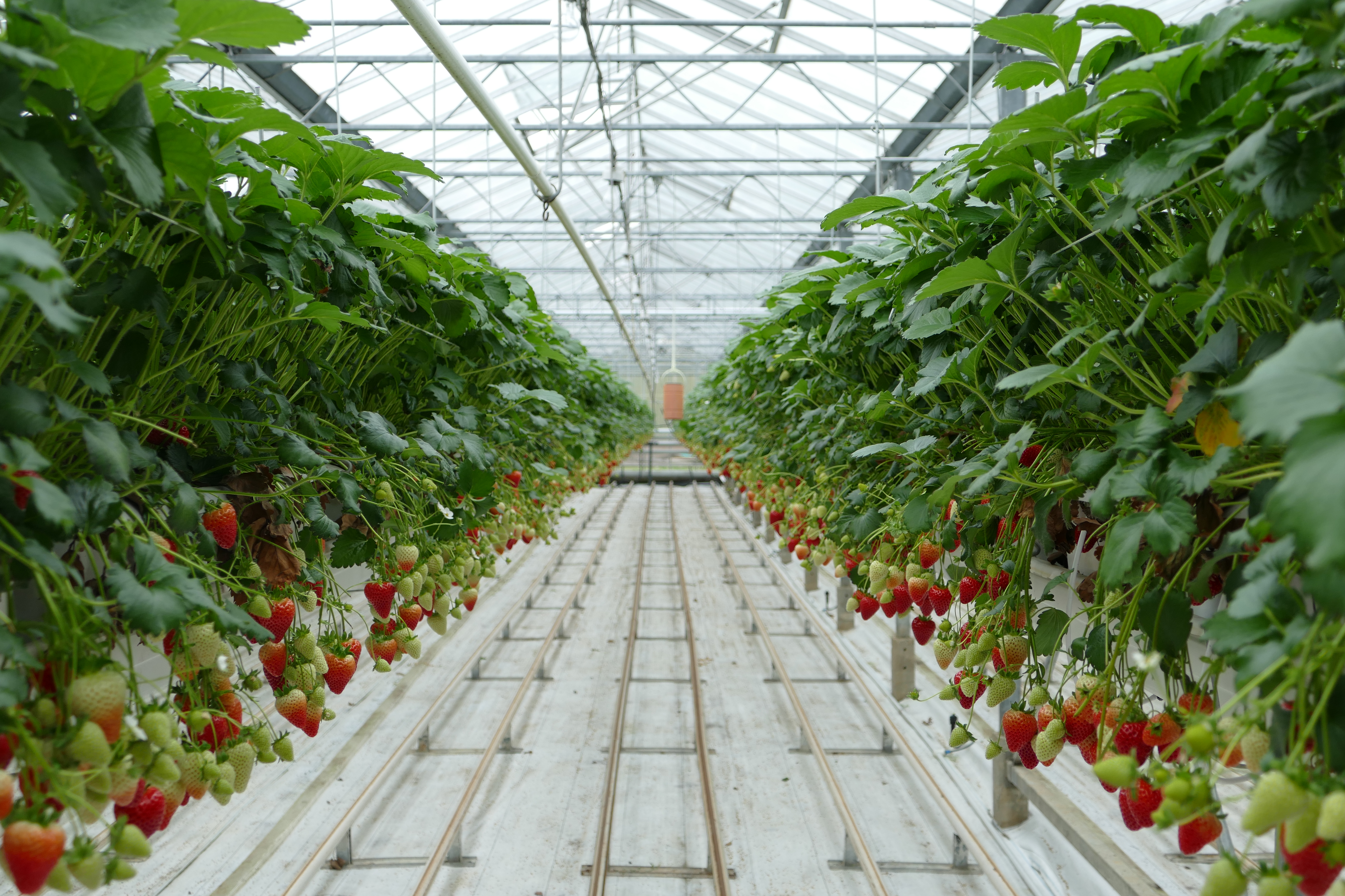 greenhouse strawberry
