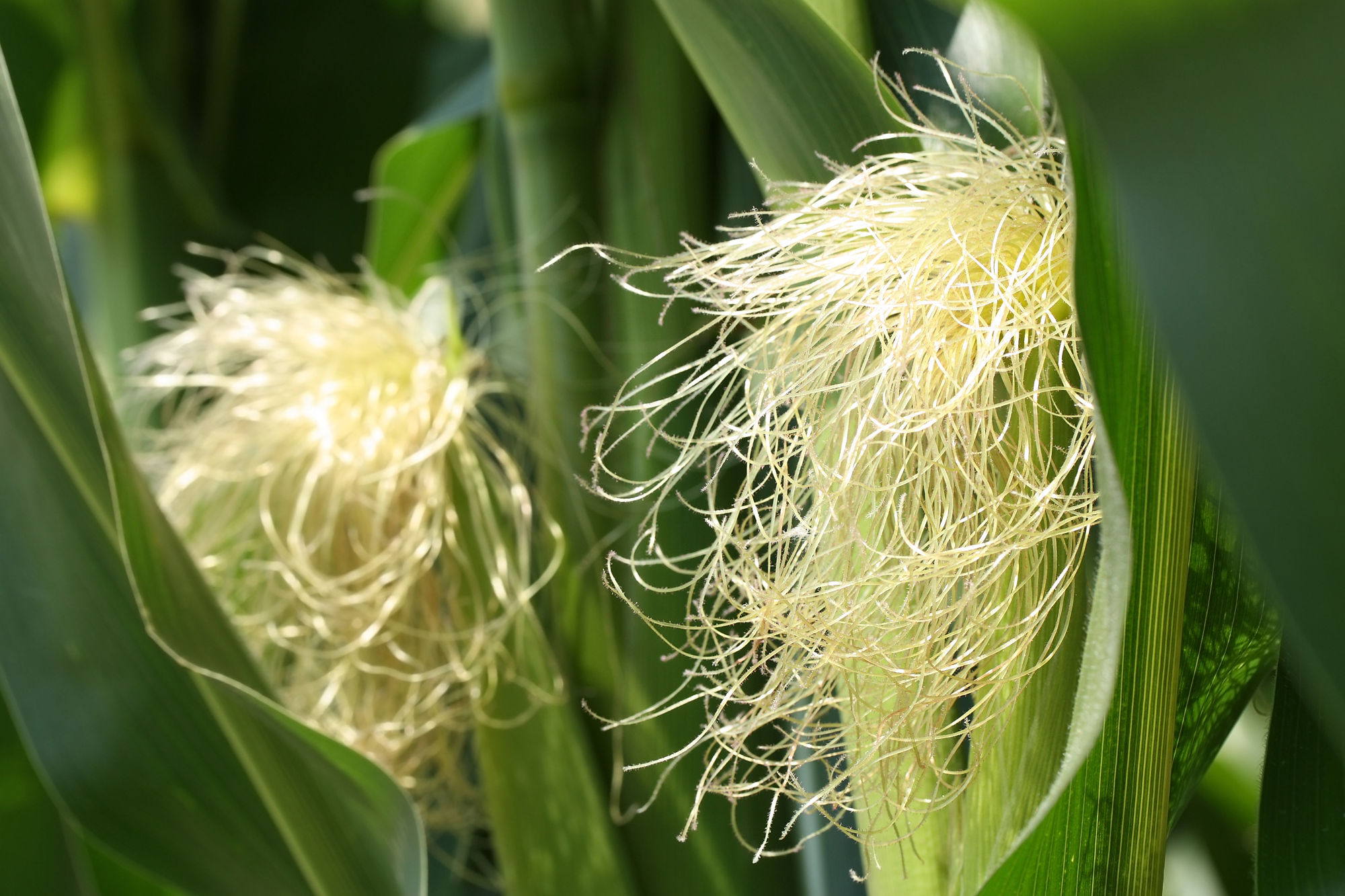 Machine learning for fertilizer recommendation in Ghana