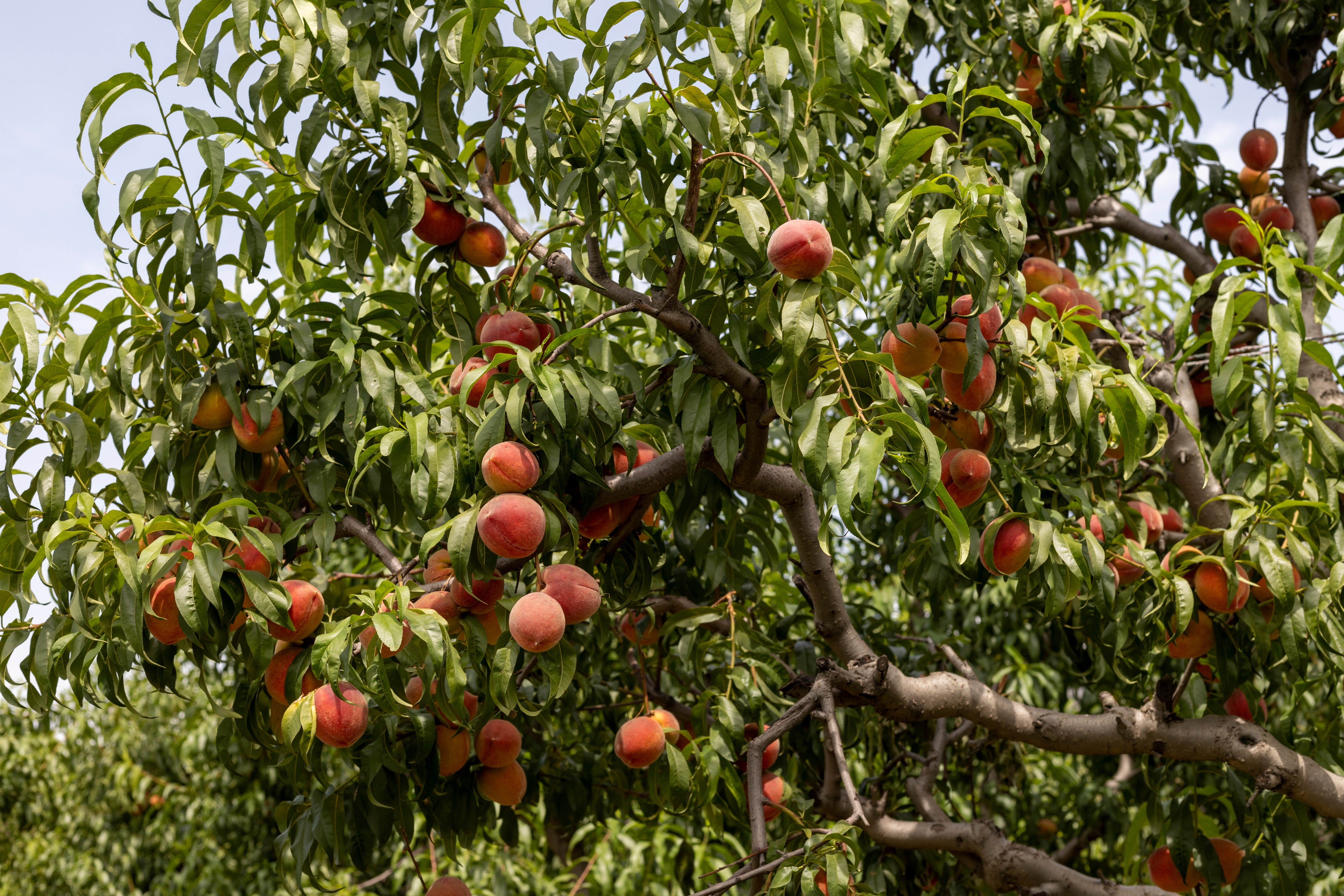 Soil pollution under orchards in central-eastern Portugal: sources, risks and potential solutions