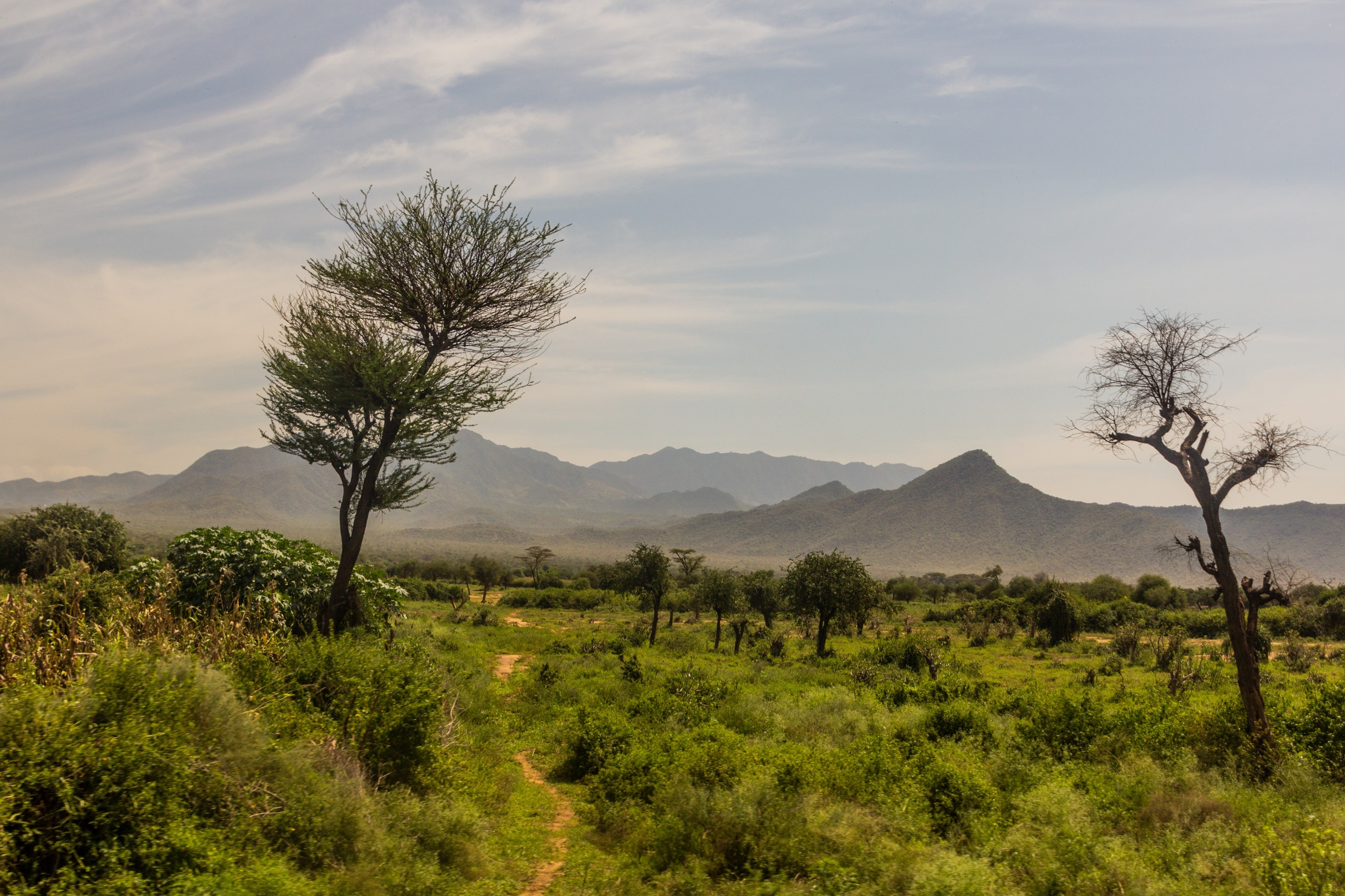 Ethnobotanische studie van in het wild verzamelde voedselplanten die door boeren van Konso (Ethiopië) worden benut.