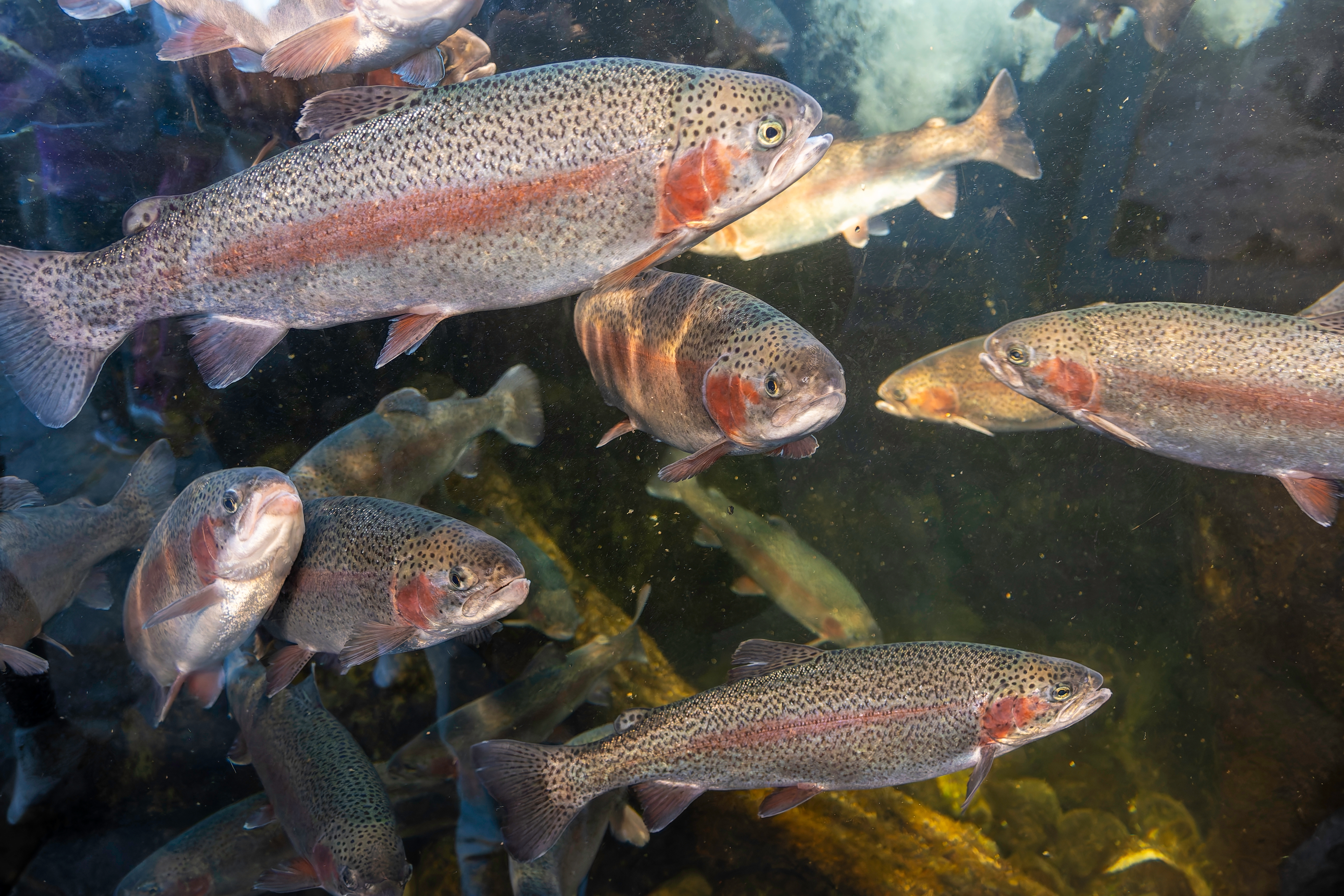 toekomstVISie fenotypering: integratie van kunstmatige intelligentie in beeldanalyse voor genetische verbetering in de aquacultuur