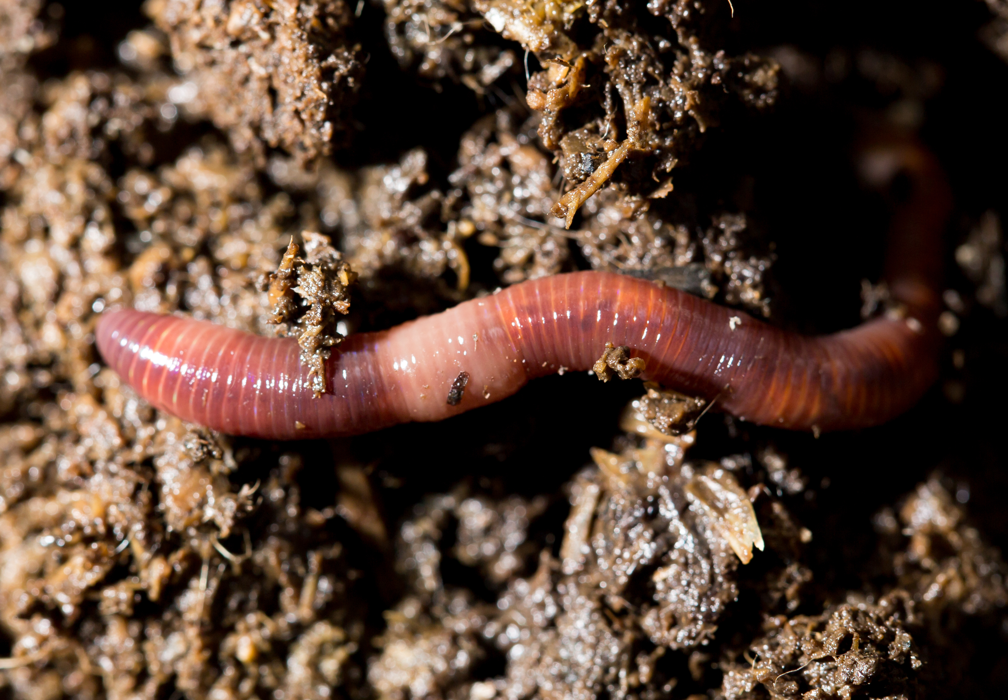The role of earthworms in enhanced mineral weathering - Understanding their impact on carbon dynamics and sustainable fertilisation