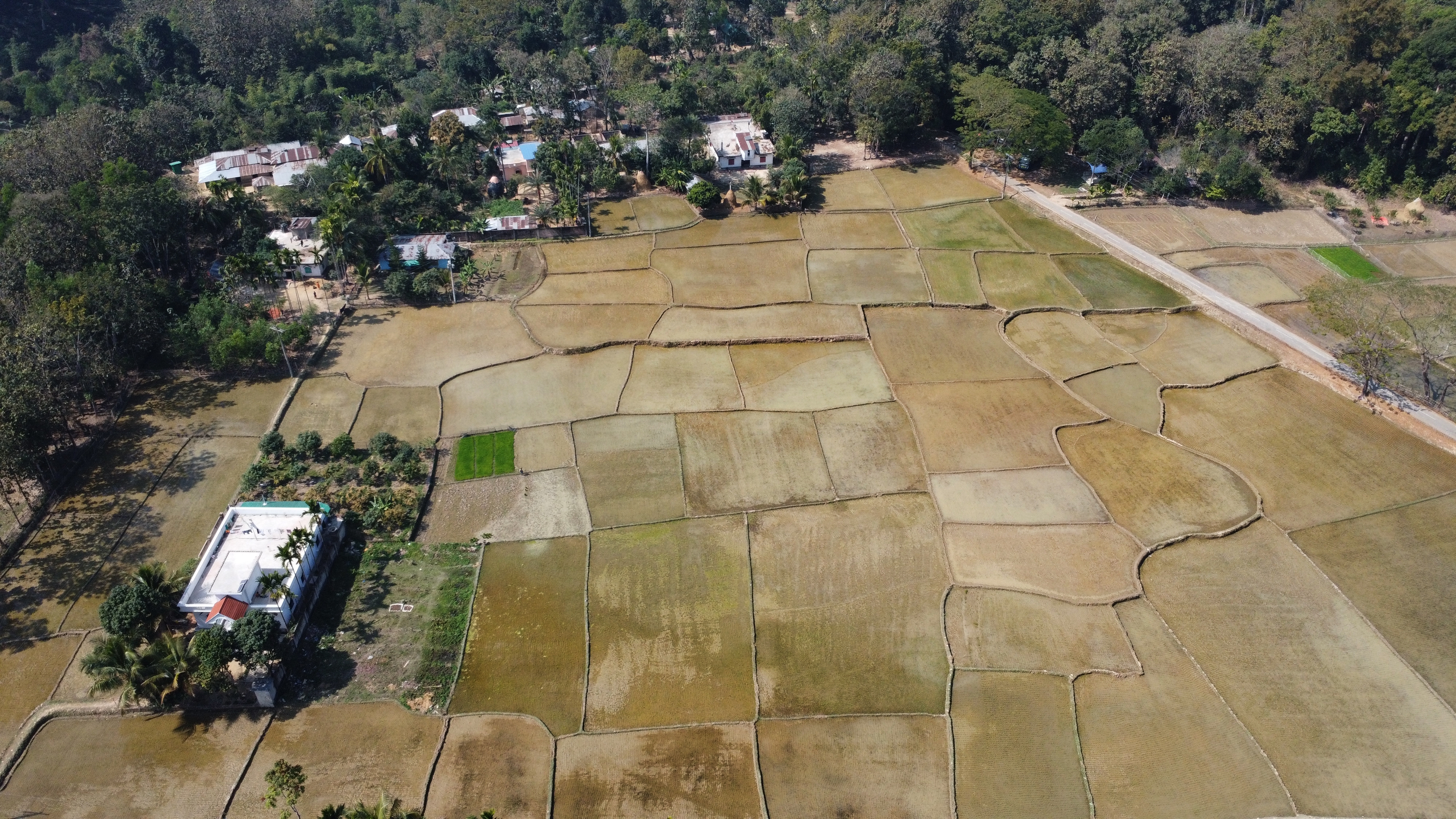 Farmer-Friendly Climate Information Services for Climate-Smart Rice Disease Management in Coastal Bangladesh