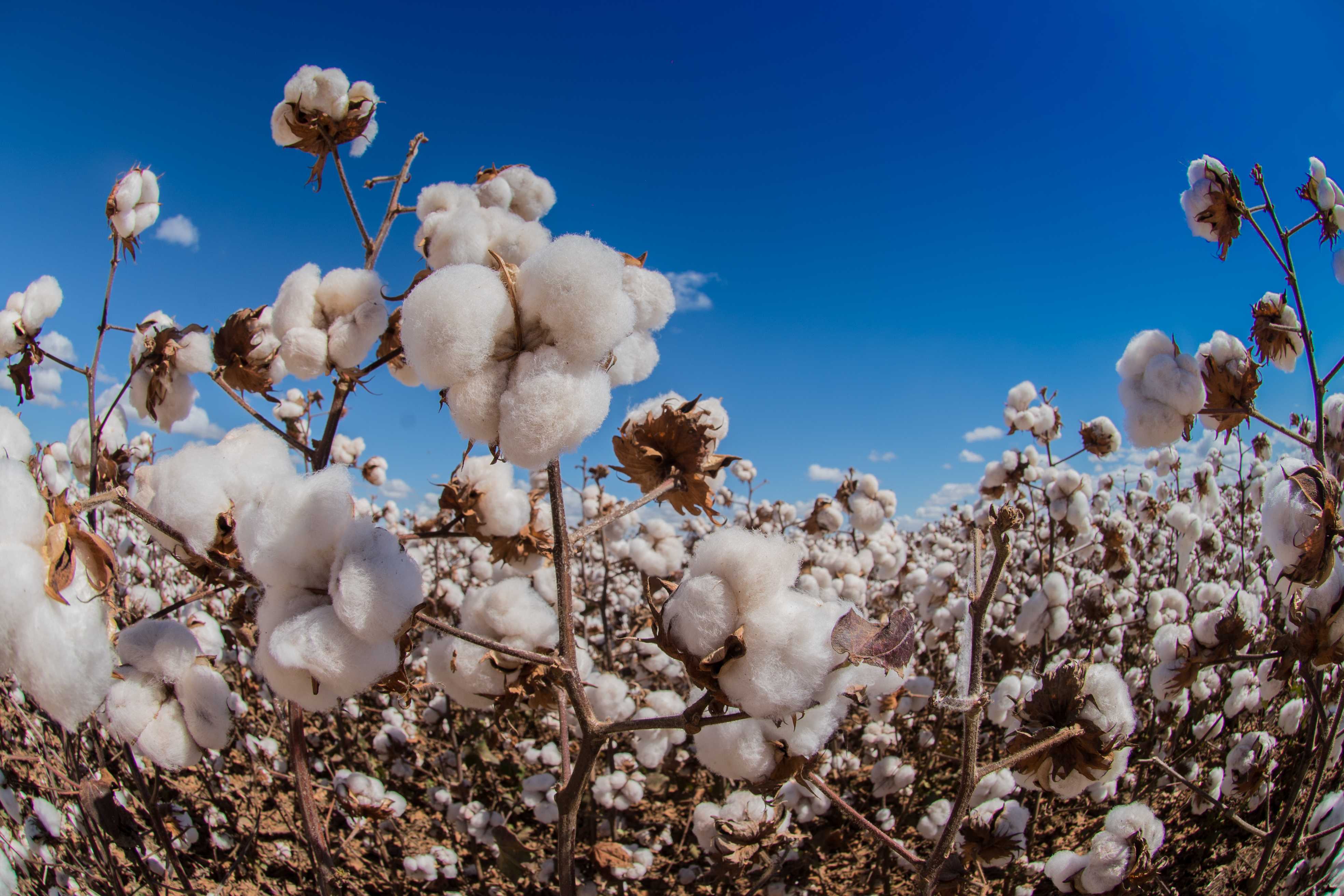 Coton-field