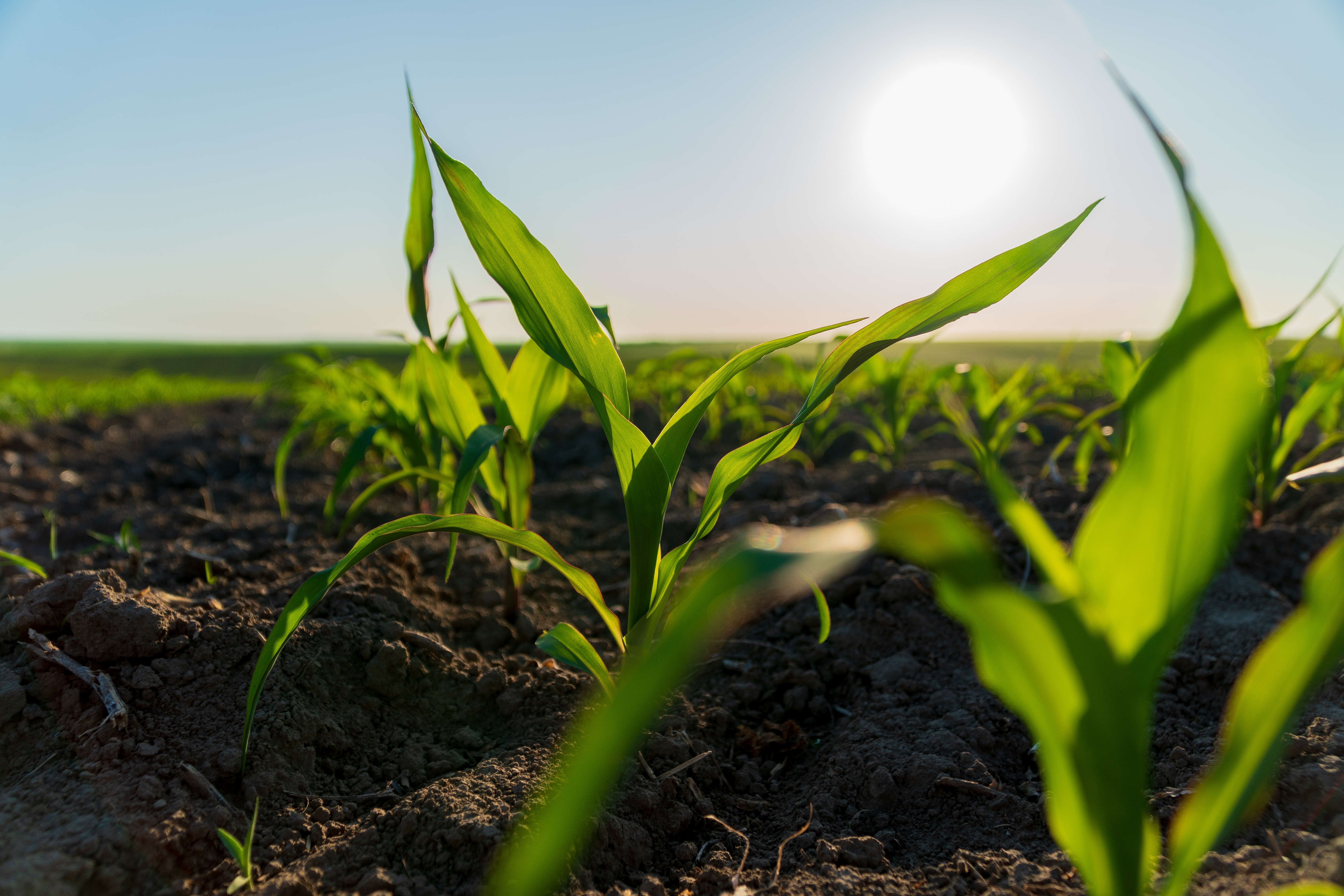 Socio-technical fertiliser interventions to enhance on-farm productivity