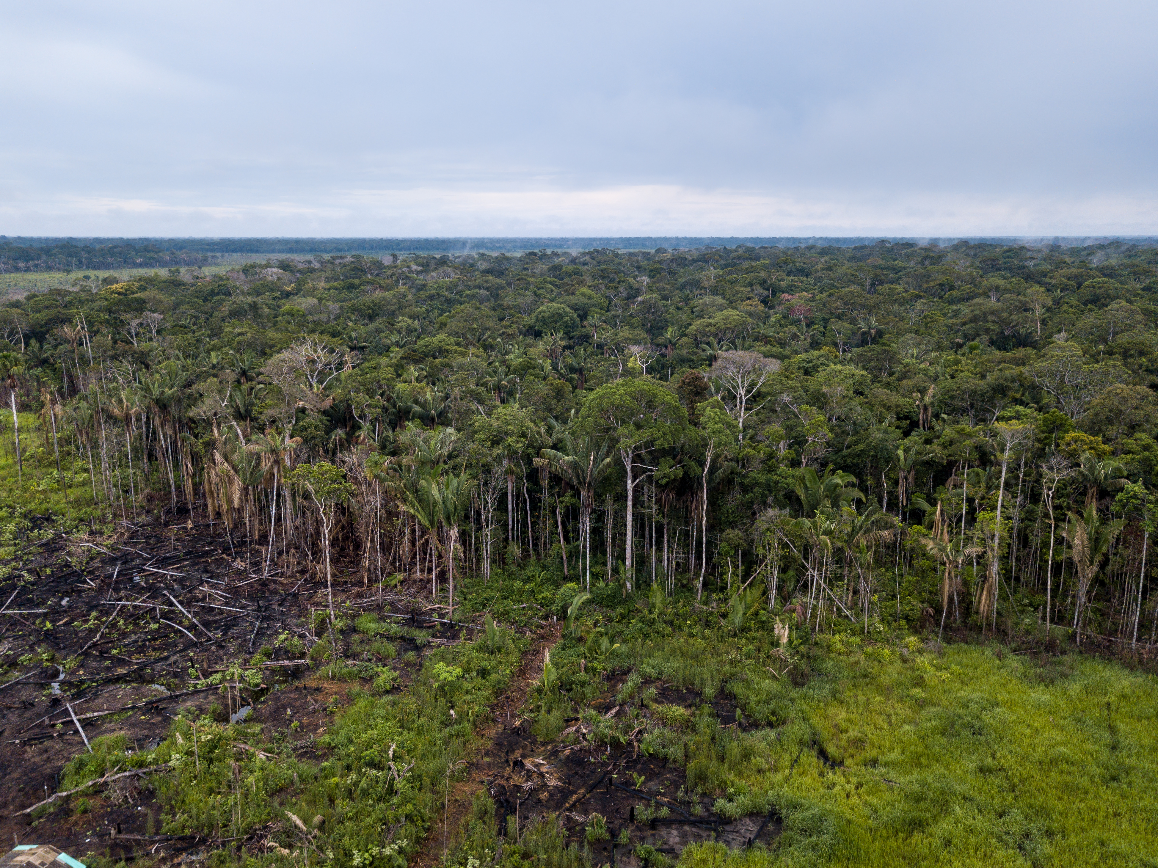 From fields to forests: how young tropical forests adapt to global change