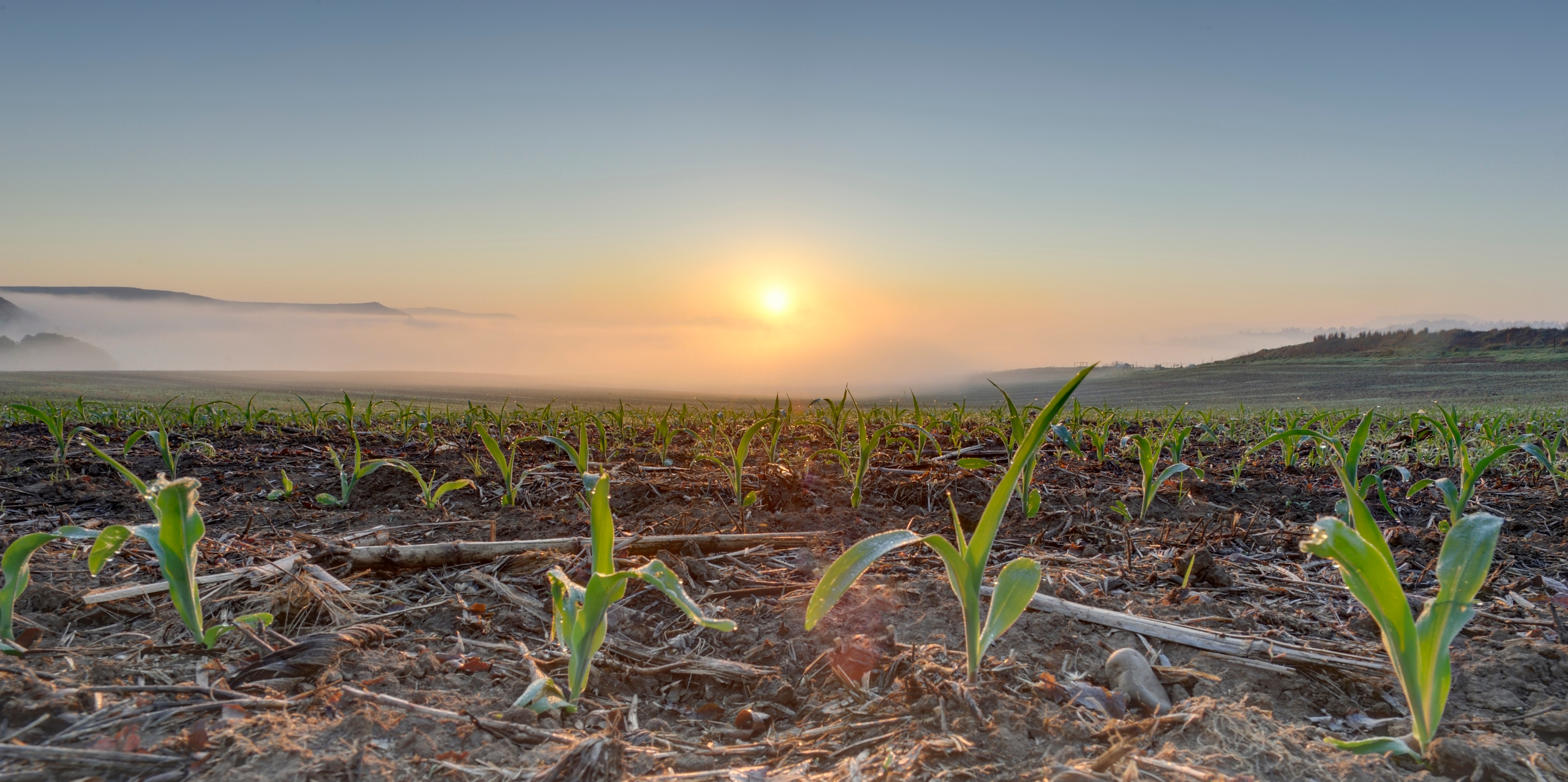 Integrating crop modelling with remote sensing: Application on data-limited small-scale farming systems