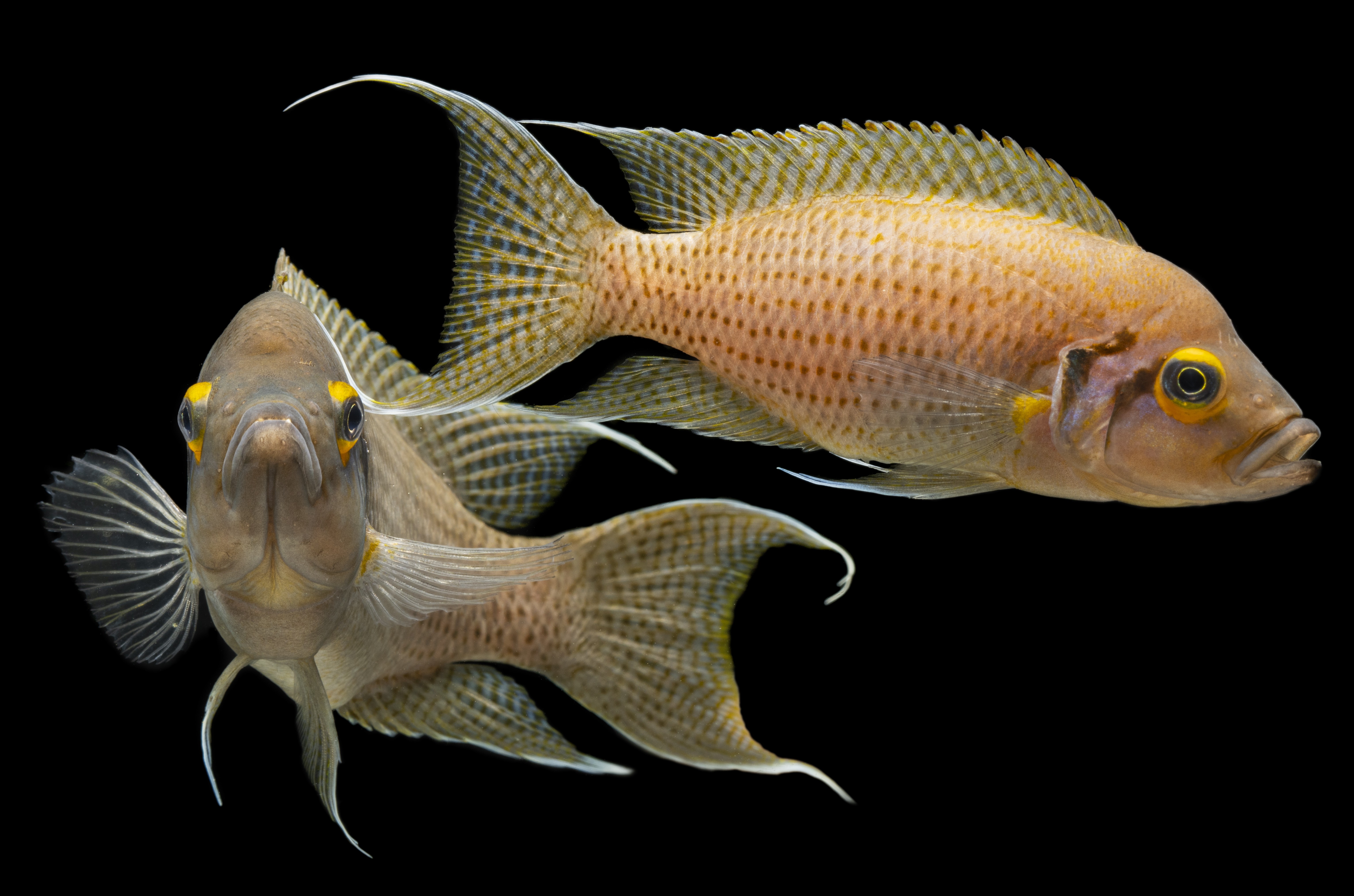 Neolamprologus pulcher