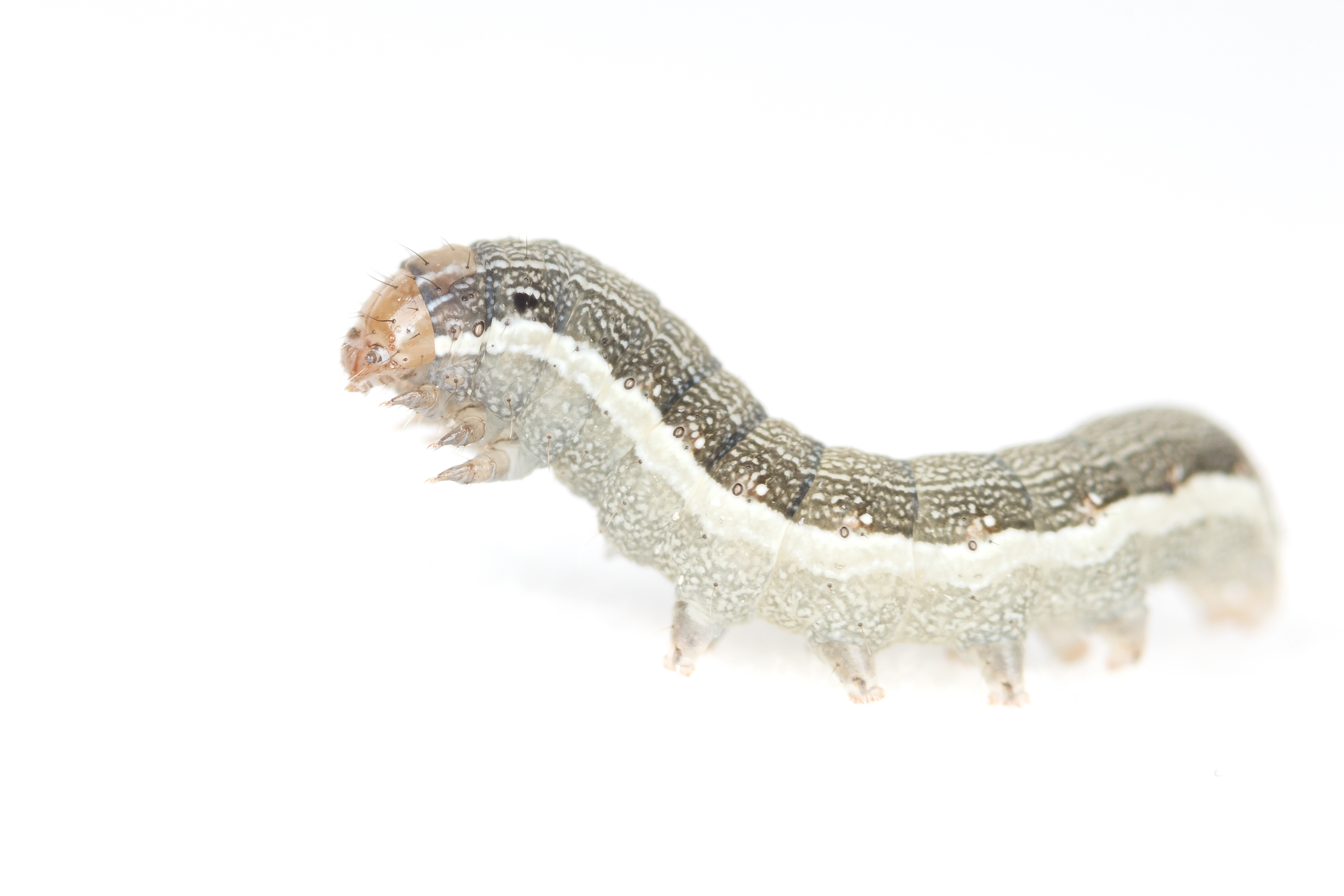 Een rups van de soort Spodoptera exigua, de florida-uil