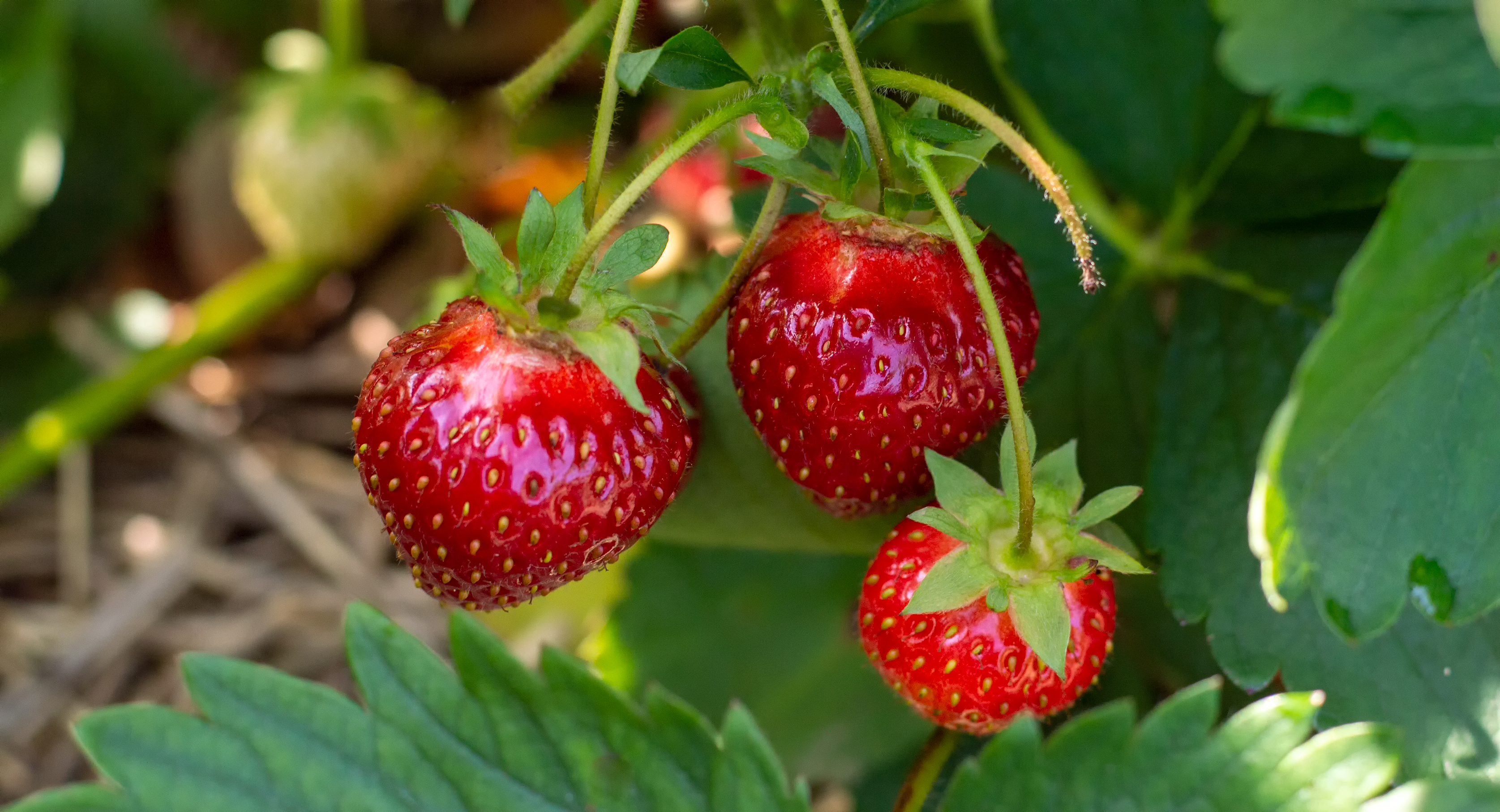 Volgende generatie moleculaire veredeling in aardbei: het gebruik van haplotypen gebaseerd op 'whole-genome sequencing'
