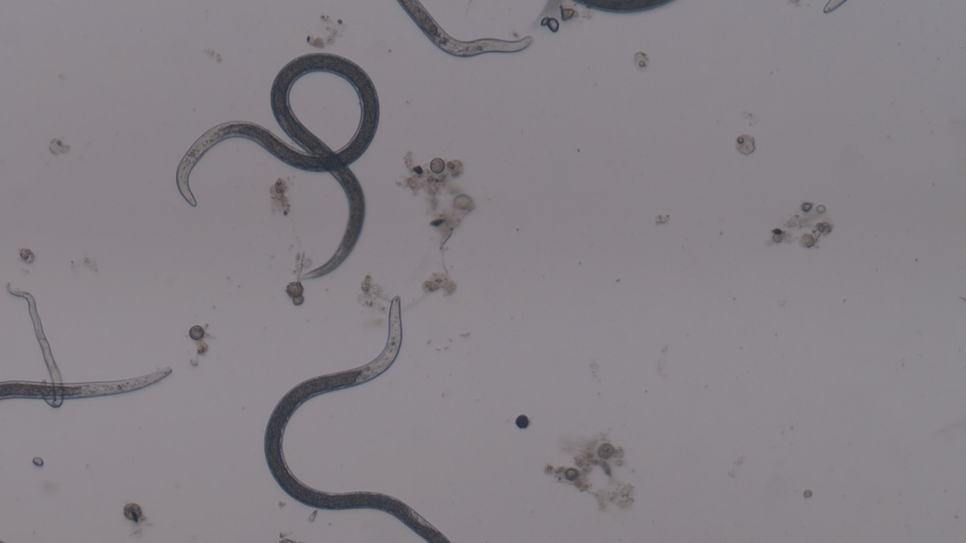 Nematodes