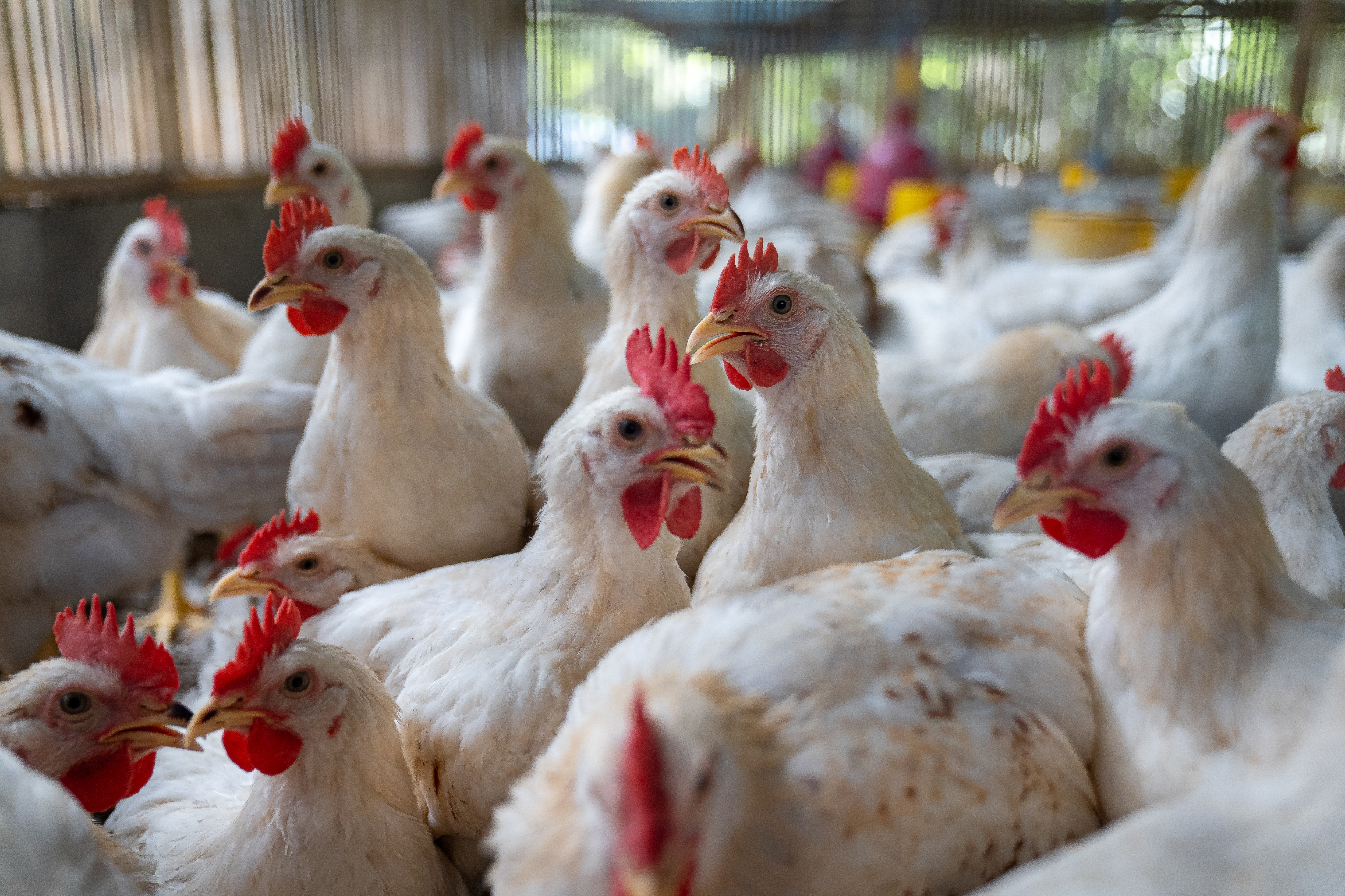 Flavivirus infections in poultry From transmission and host adaption to vaccination strategies